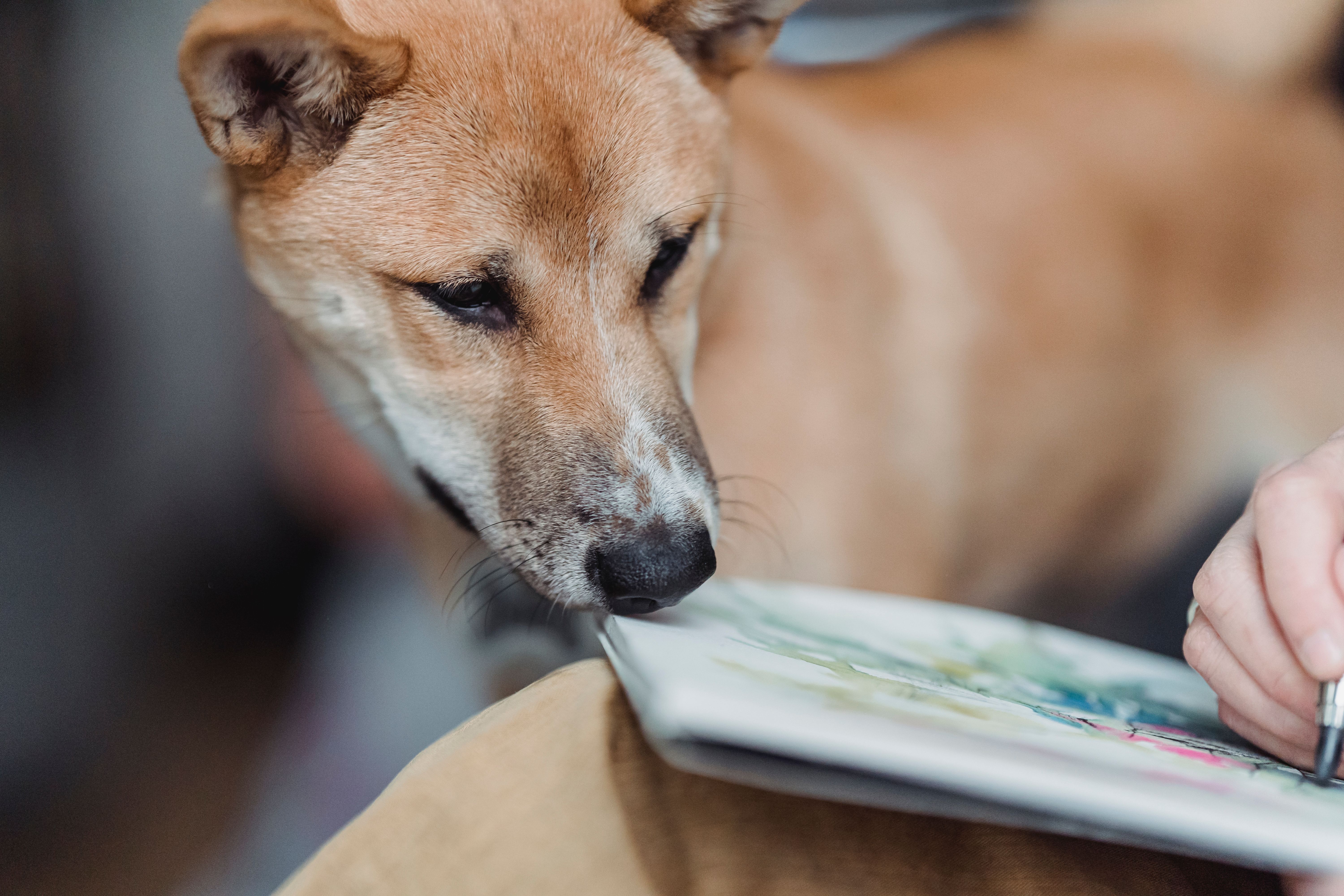 How Often Should Your Dog Visit the Groomer?