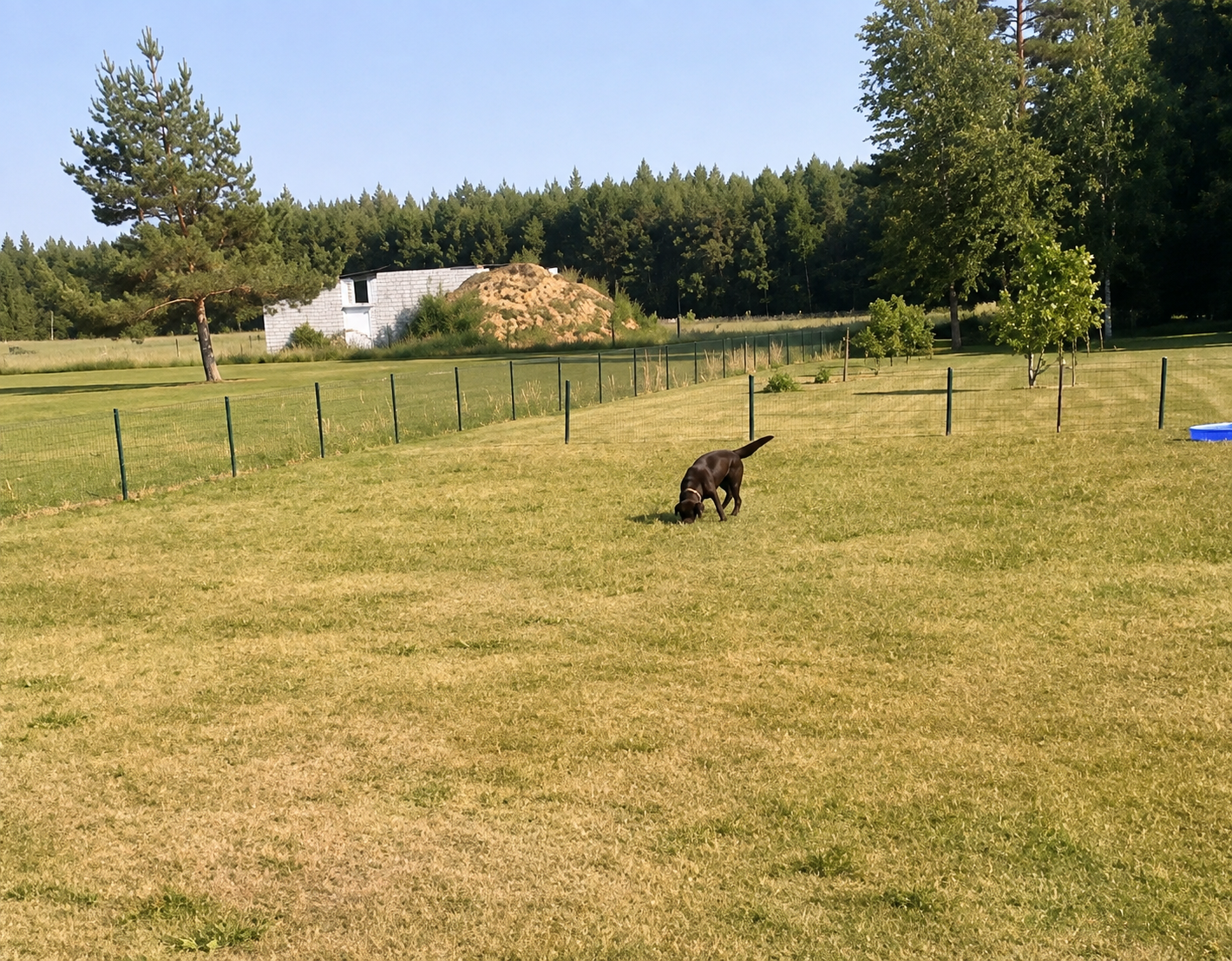 Molly - šunų viešbutis 3