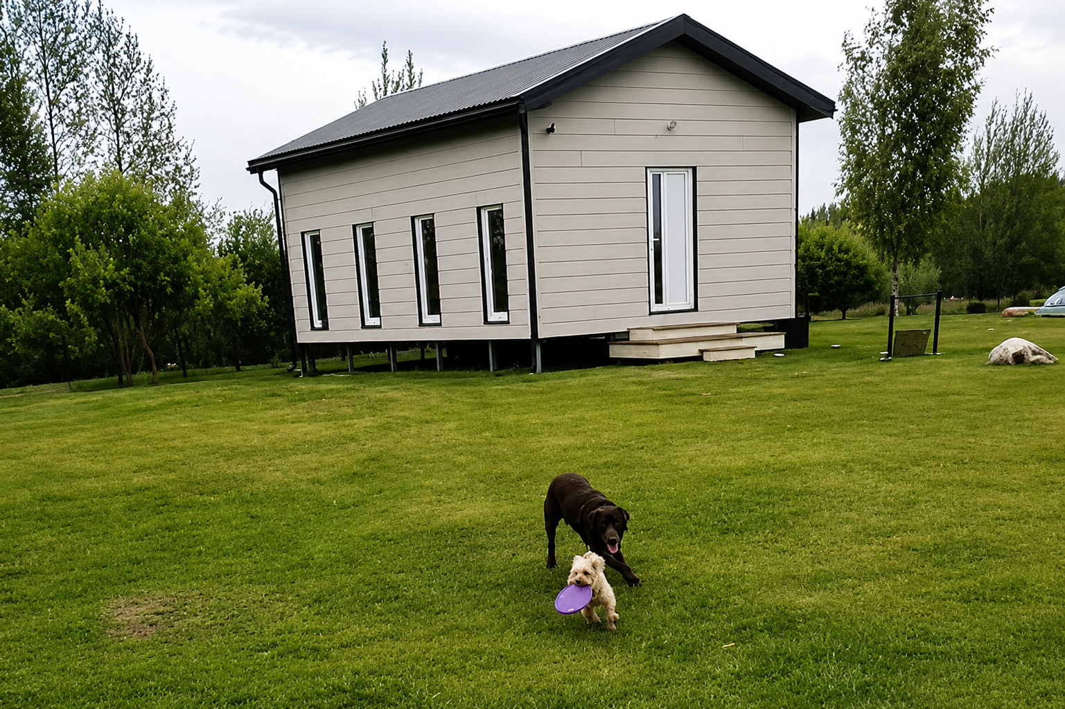 Molly - šunų viešbutis 2