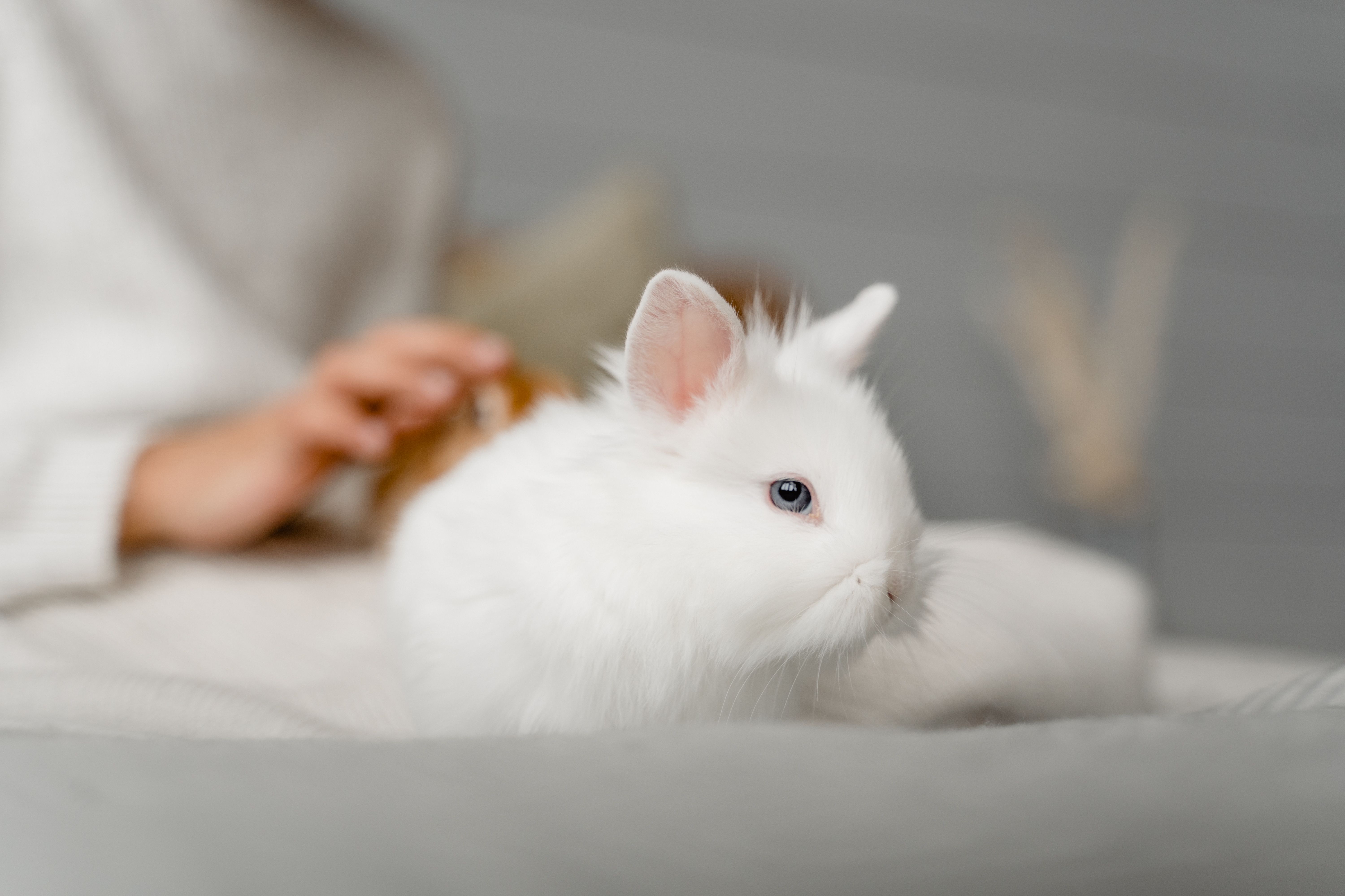 How Often Should You Brush a Rabbit?