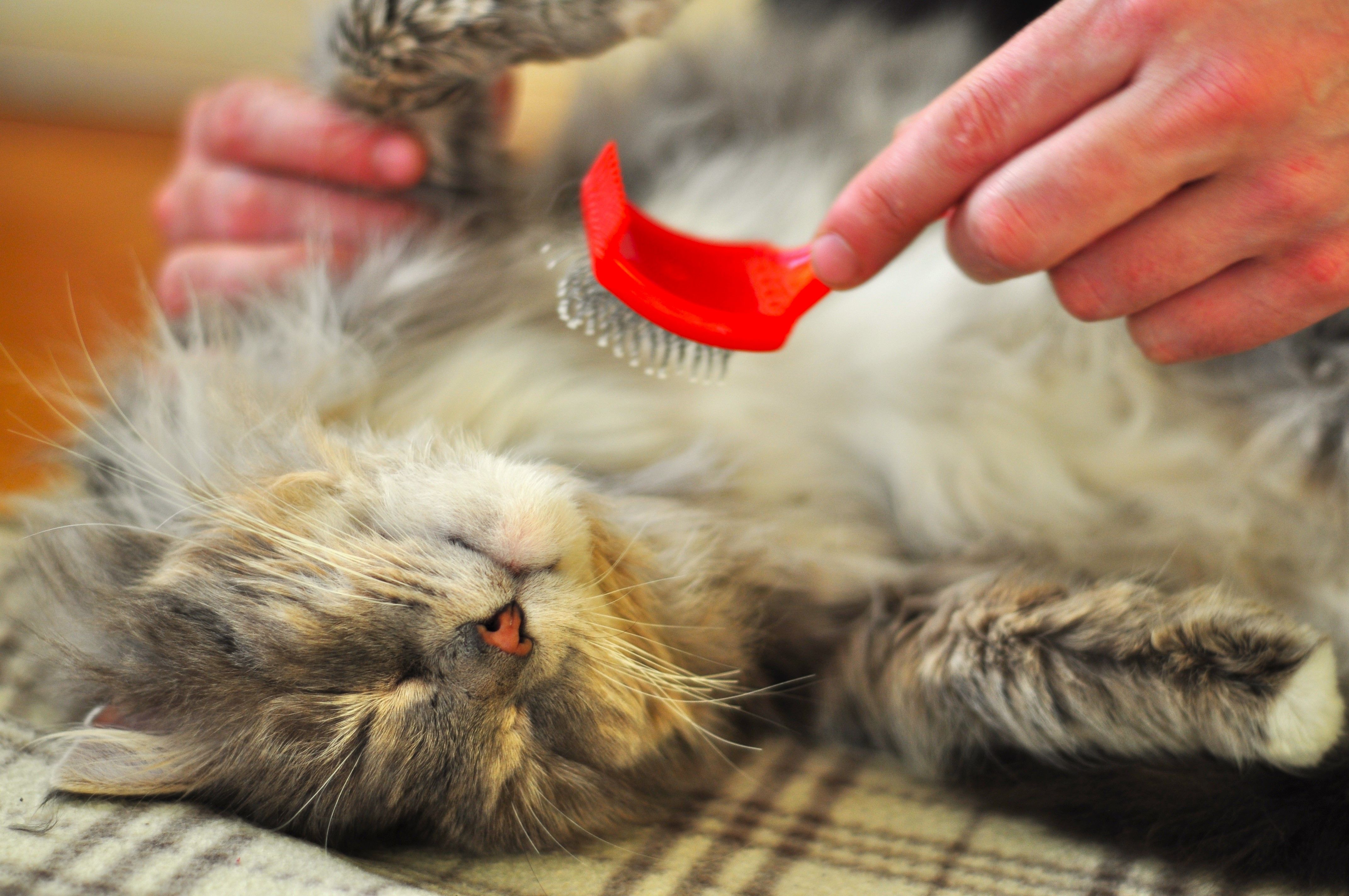 Why Is My Cat Shedding So Much?