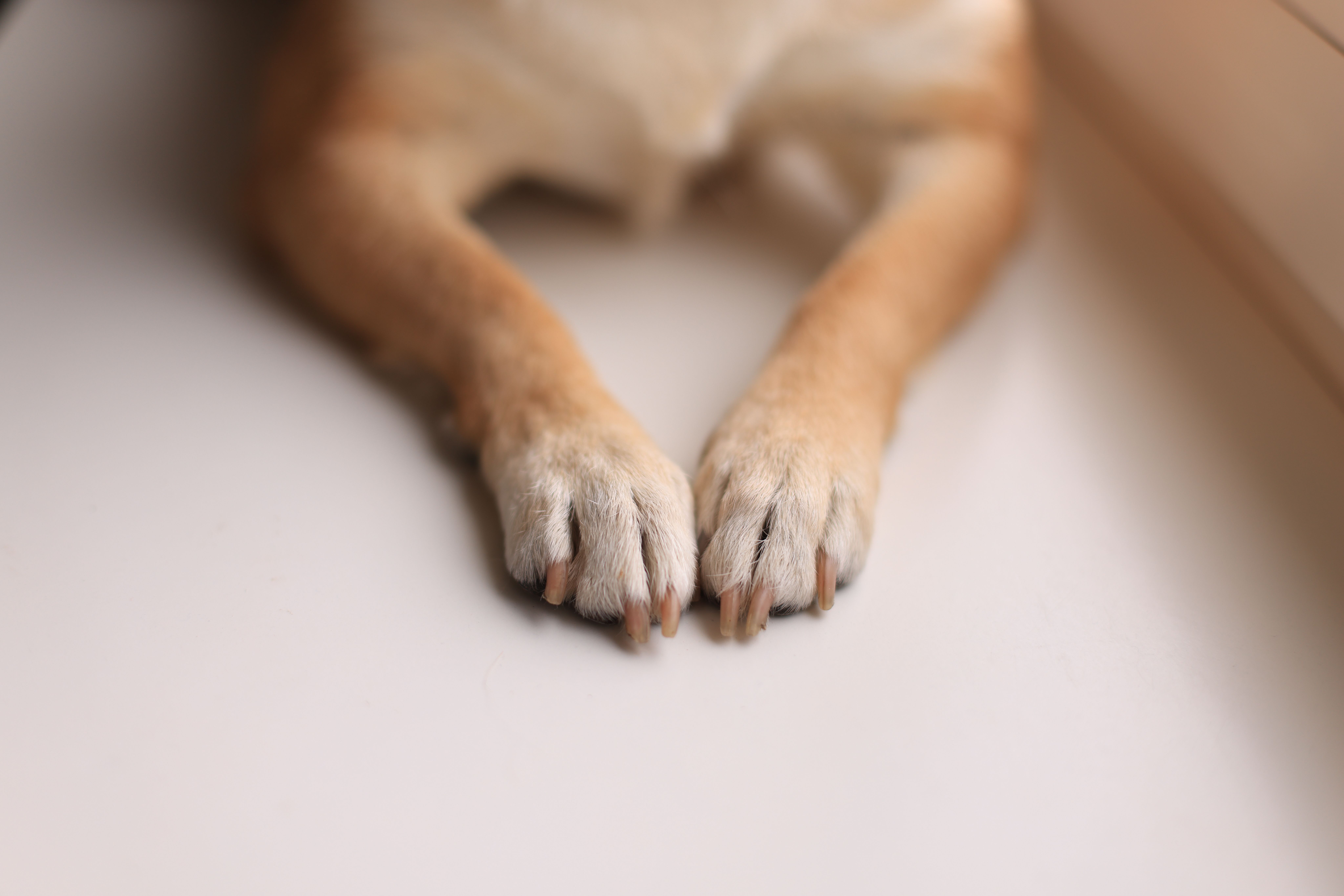 How Often Should You Trim a Dog's Nails?