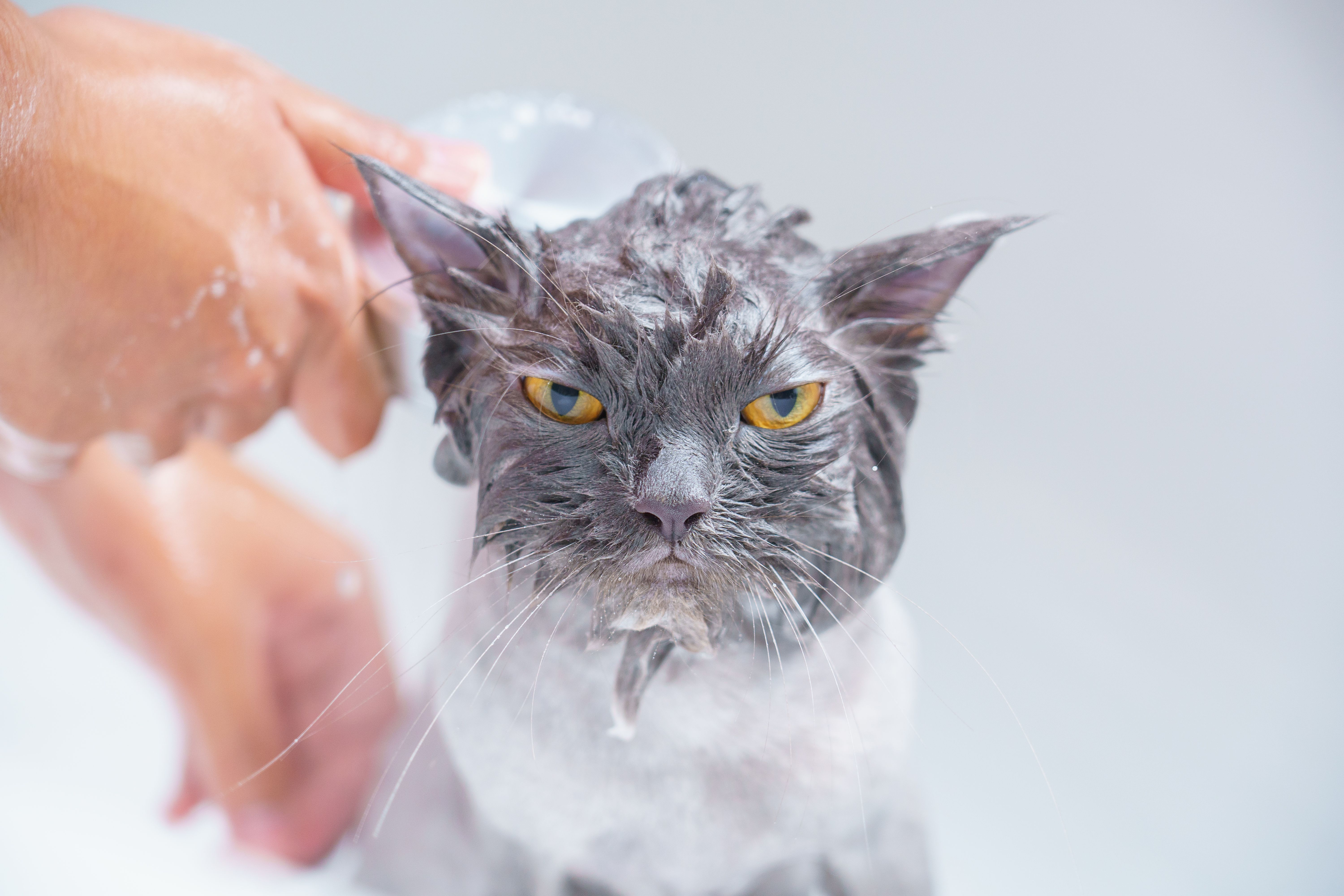 Can You Bathe a Cat With Human Shampoo?