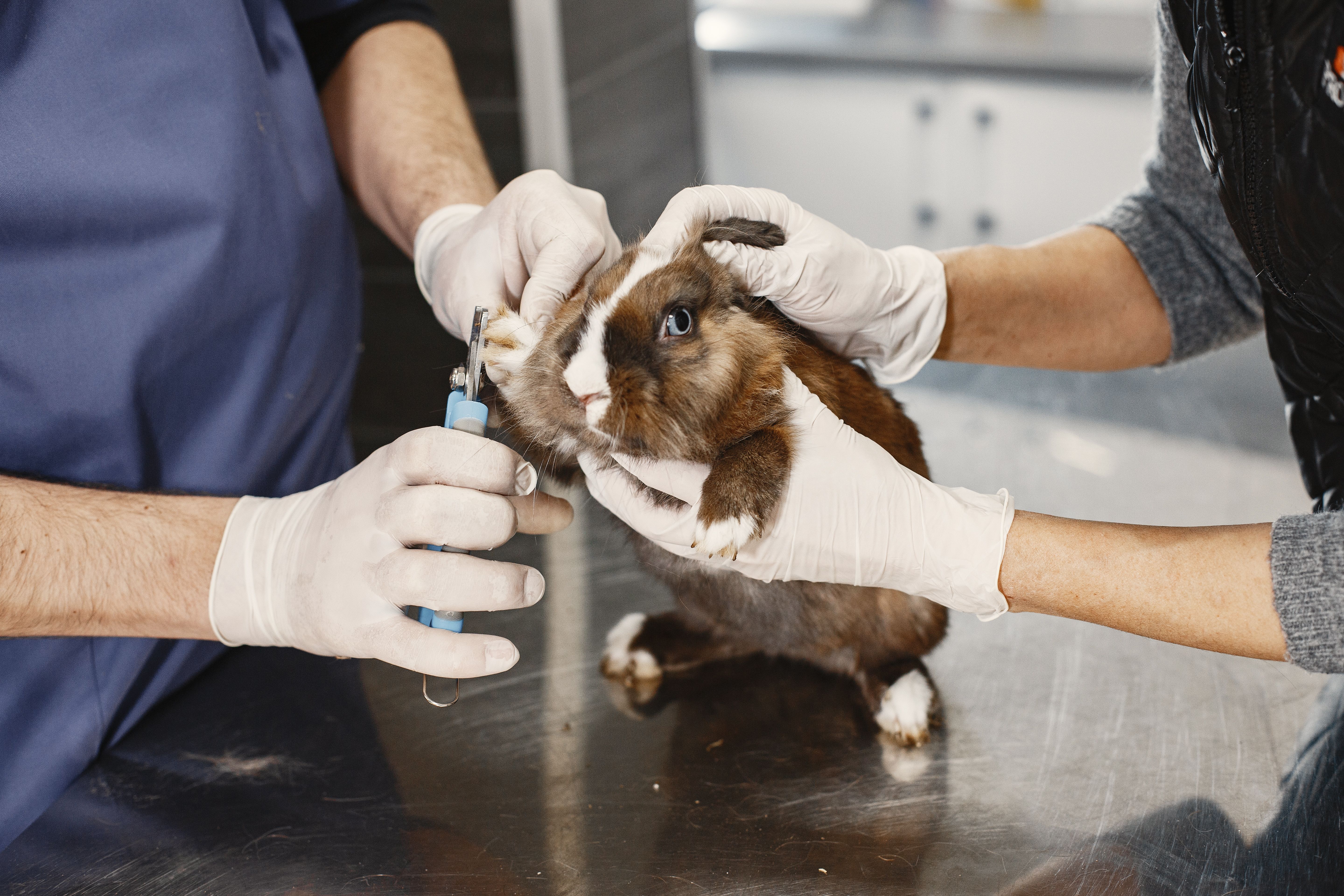 How to Care for a Rabbit’s Nails?