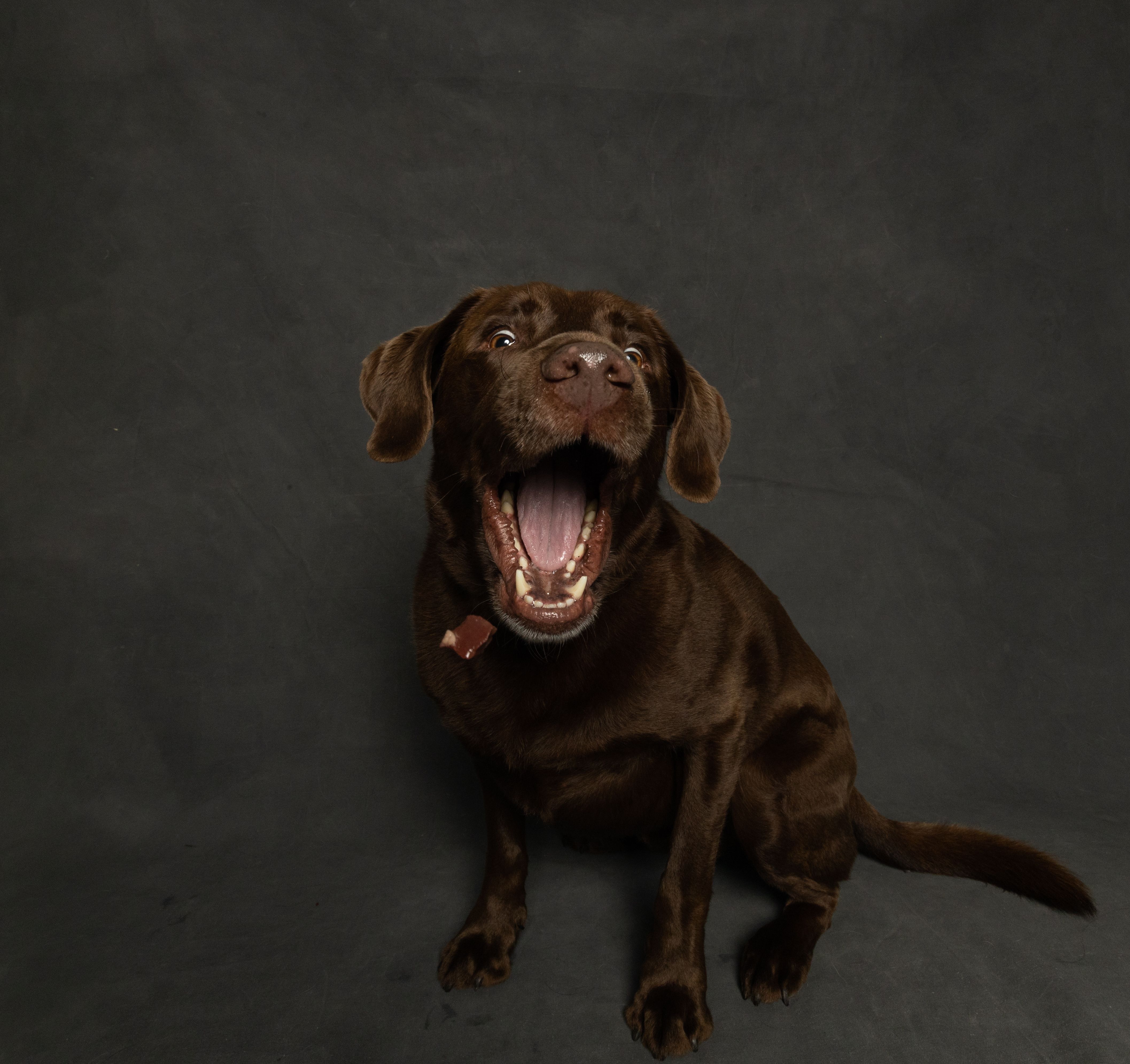 How to Care for Your Dog’s Teeth at Home?