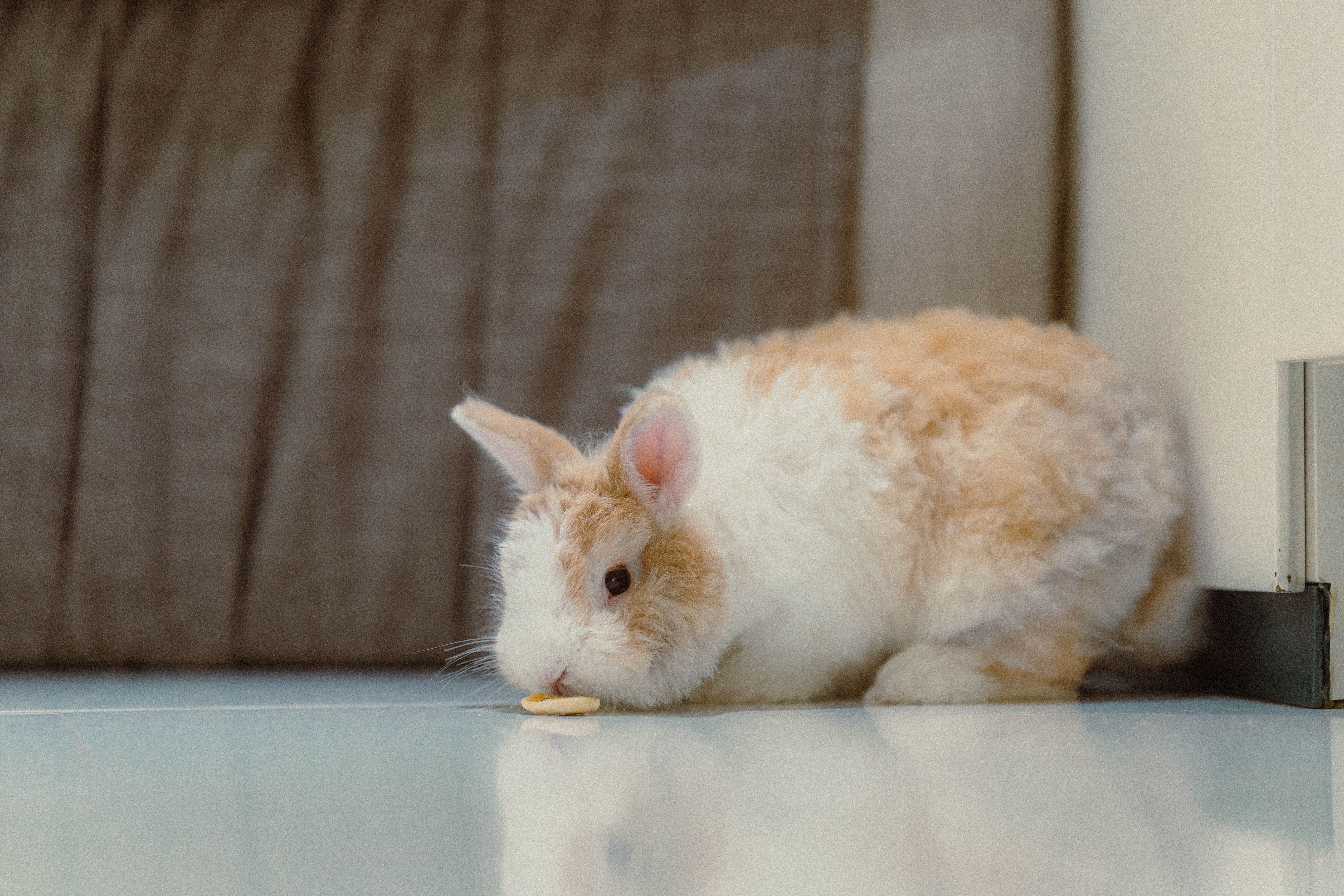 What to Do If Your Rabbit Has Matted Fur?