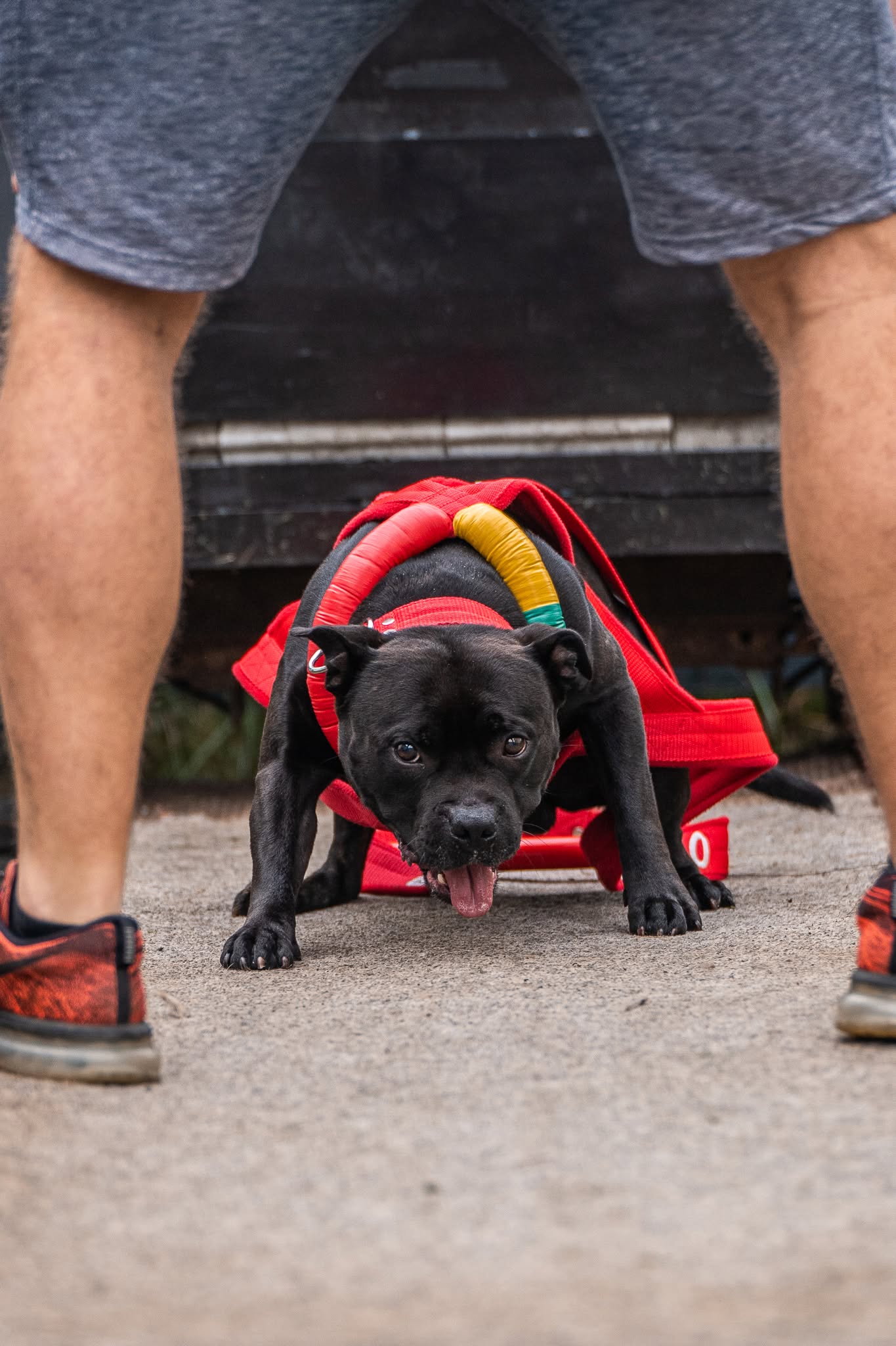DOGGY GYM weight pull party 2026