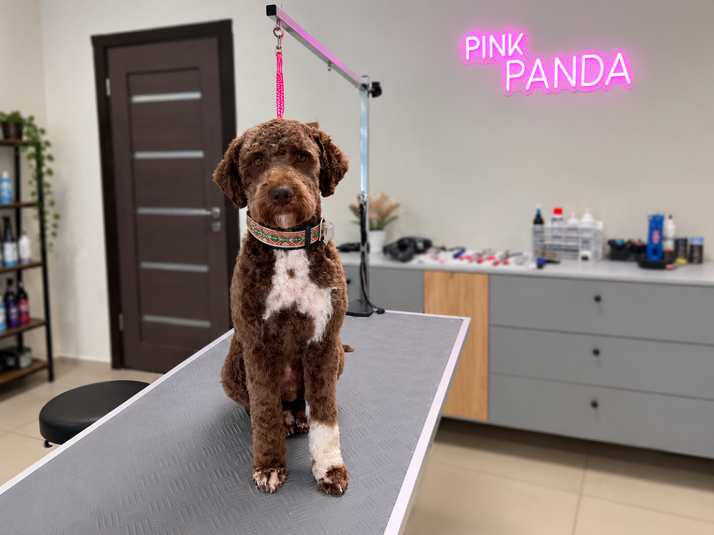Pink Panda - šunų ir kačių kirpykla 2