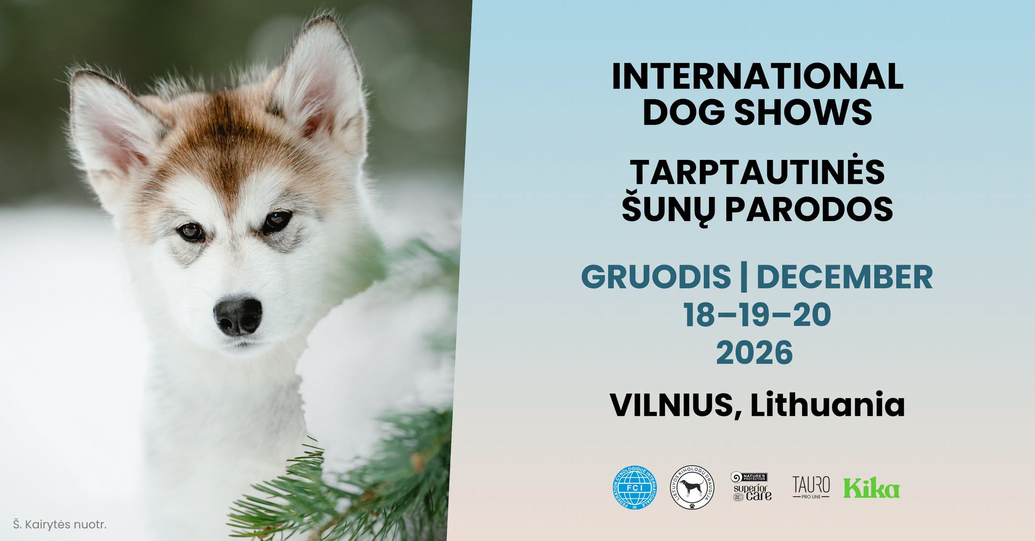 International Dog Shows / Tarptautinės šunų parodos (CACIB VILNIUS)