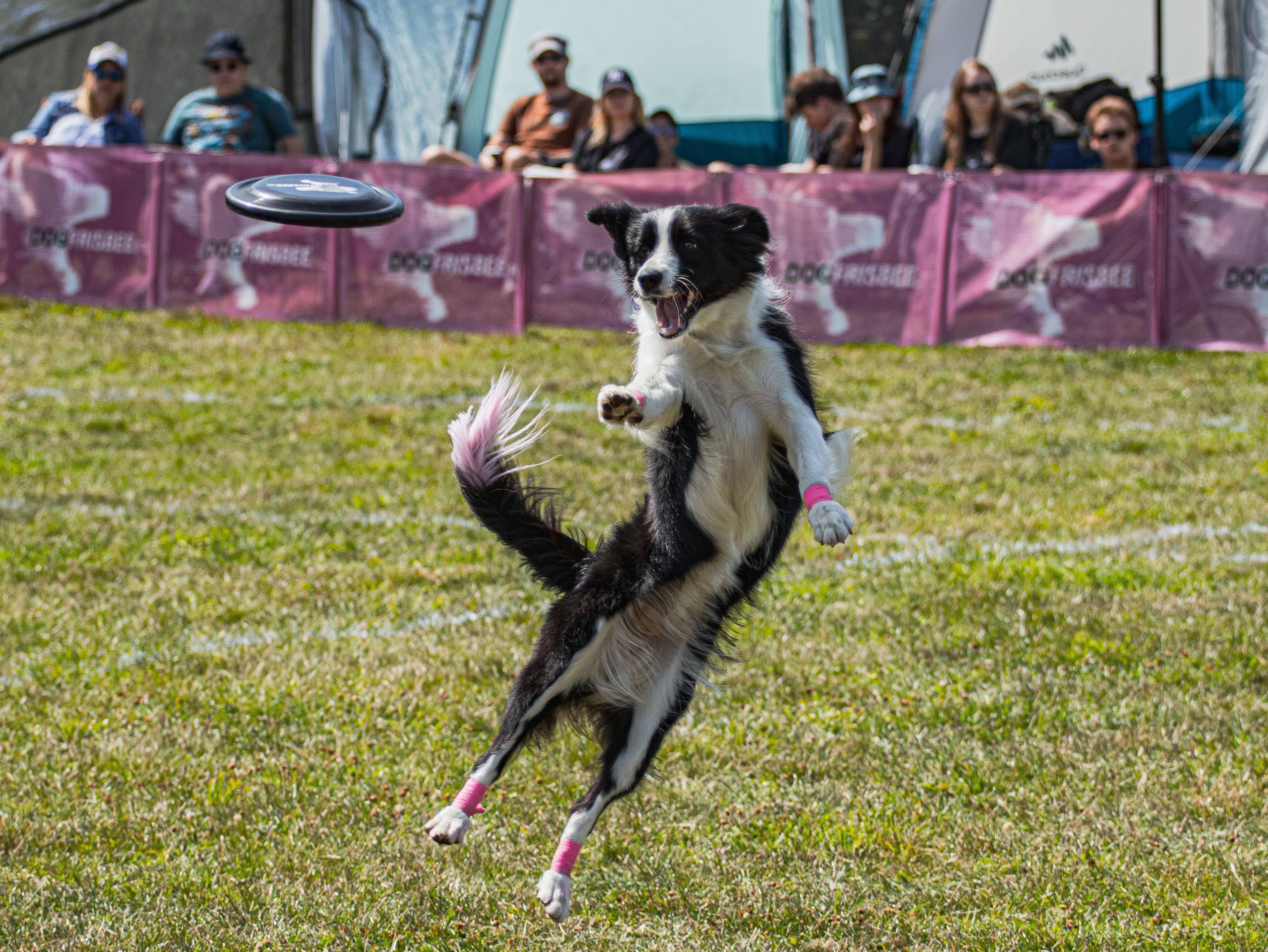 What Pet Events Take Place in Lithuania?