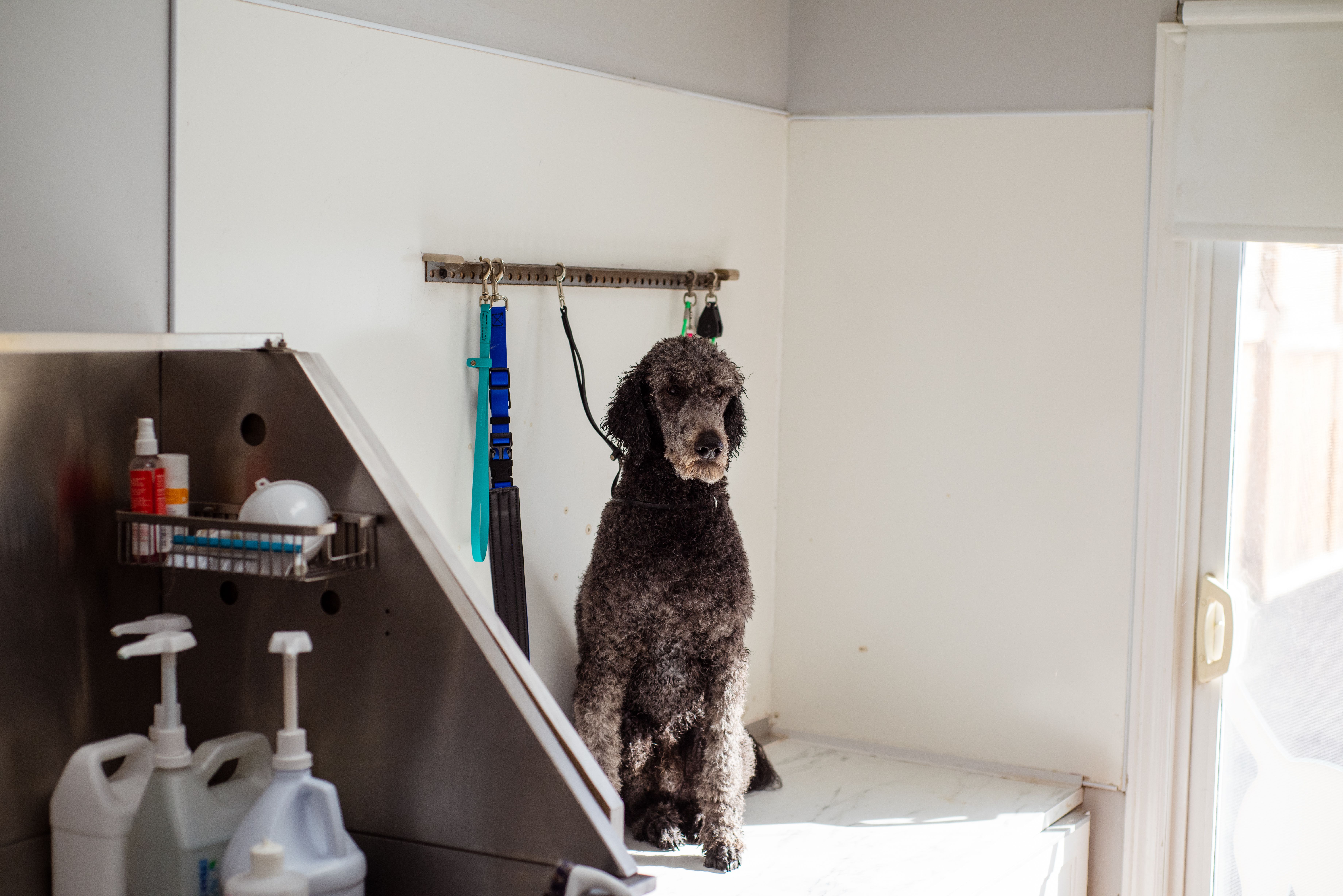How to Set Dog Grooming Prices?