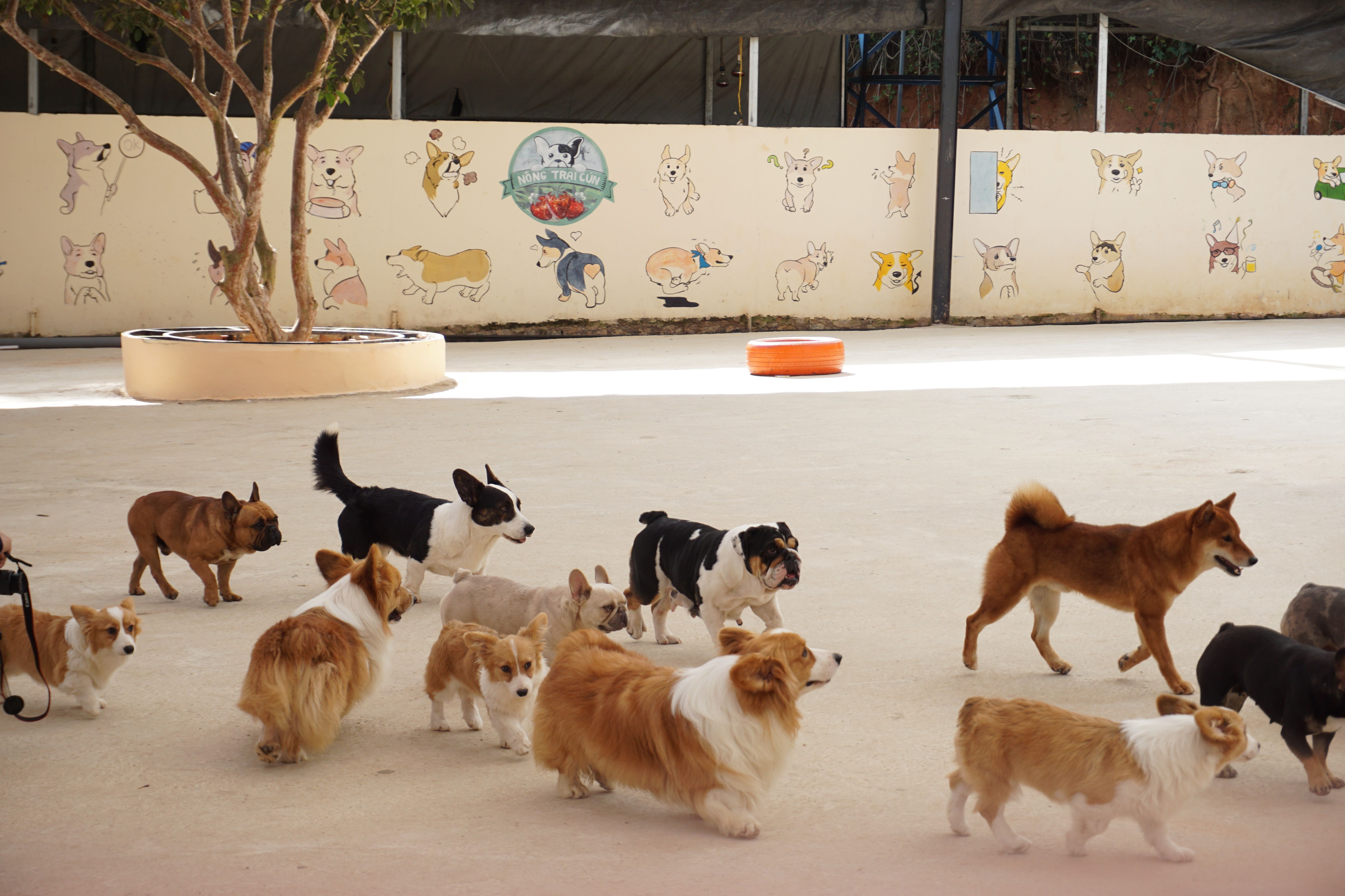 How to Choose a Dog Hotel?