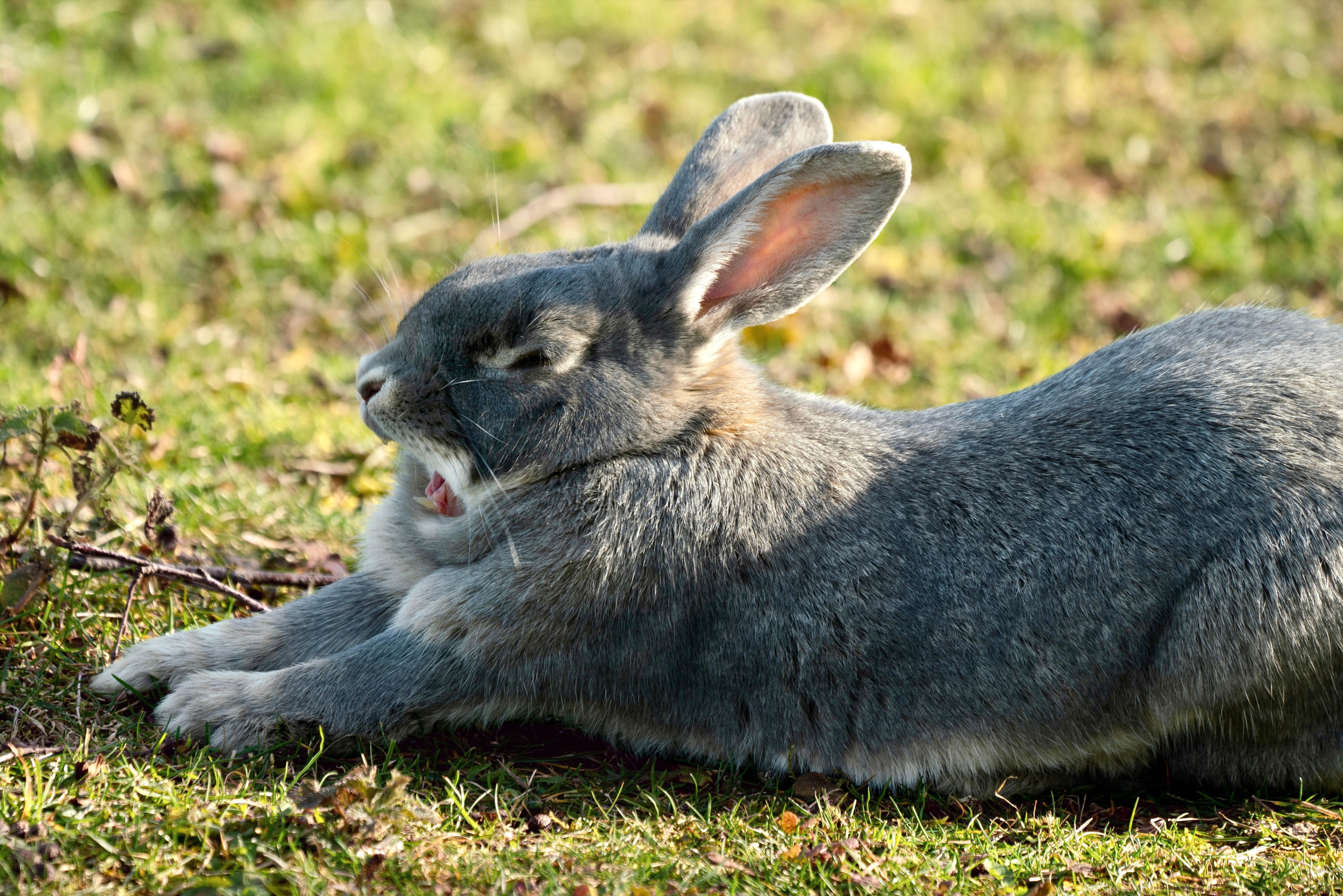 How to Care for a Rabbit's Teeth?