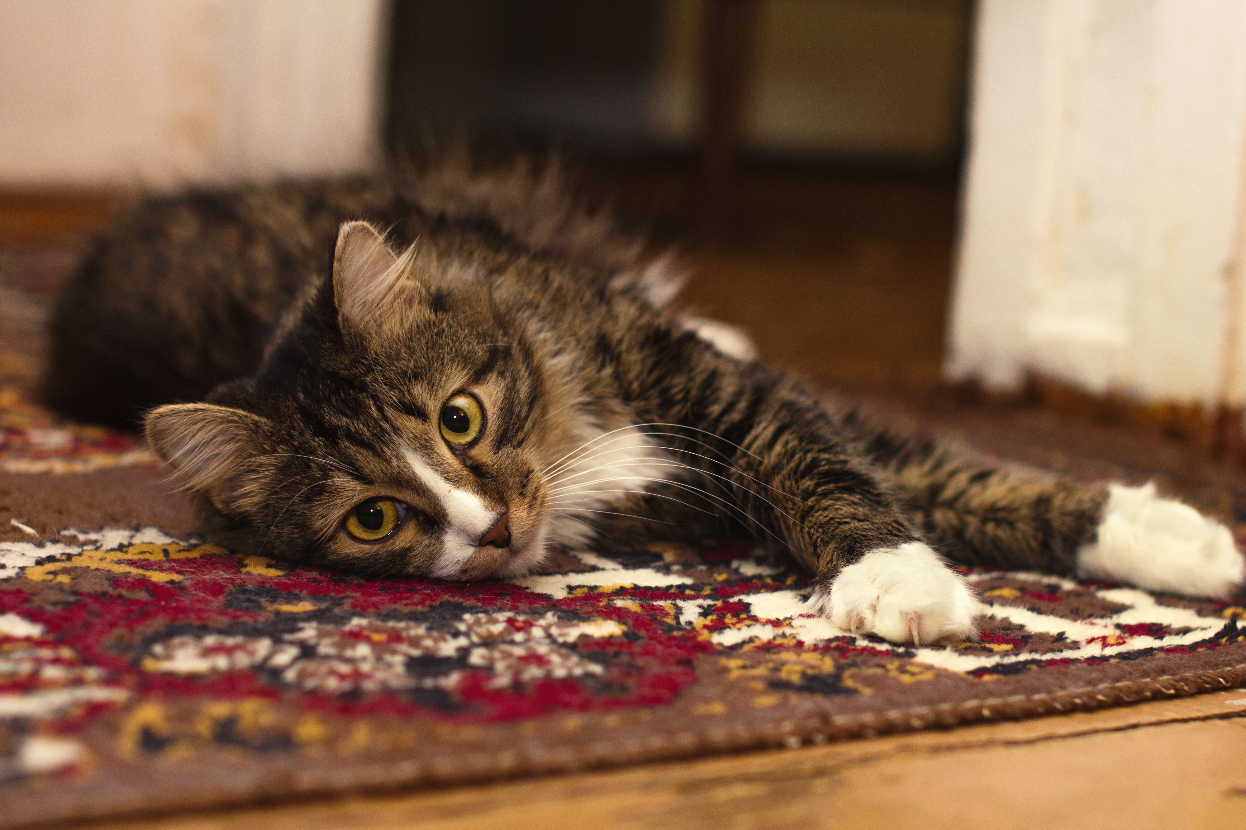 How to Keep an Indoor Cat Entertained