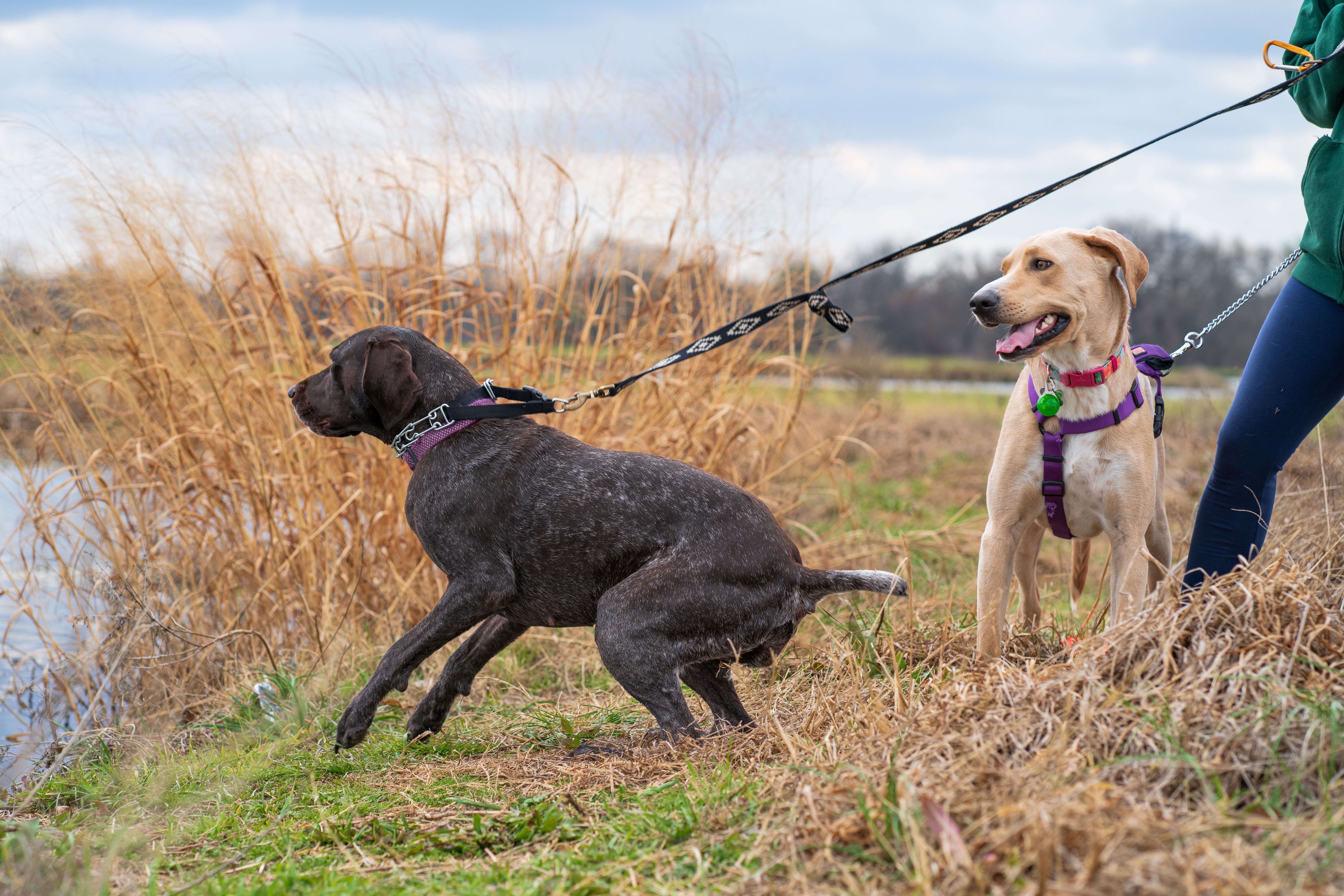 How to Teach Your Dog to Walk Calmly on a Leash