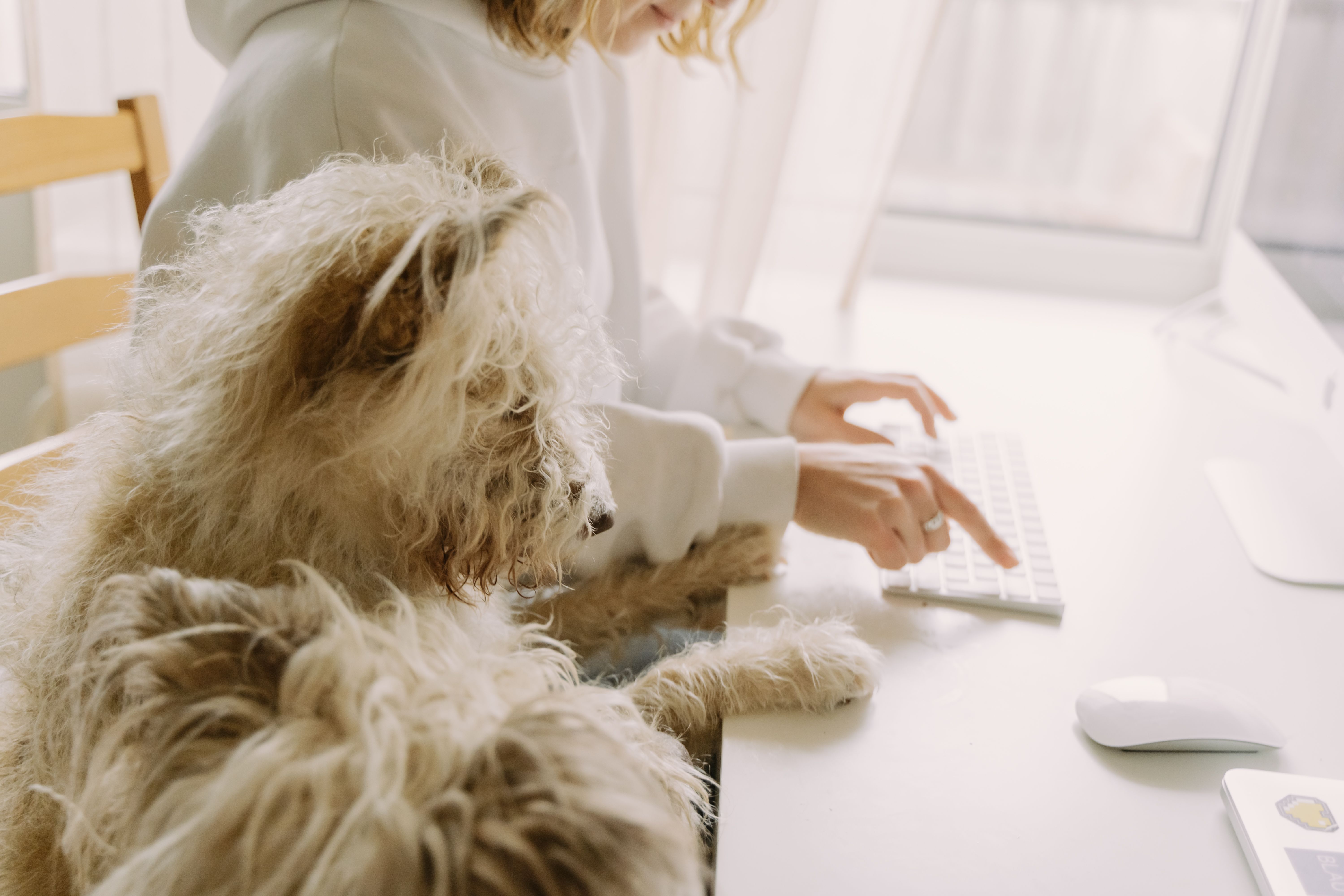 How to Find a Good Dog Groomer Near You