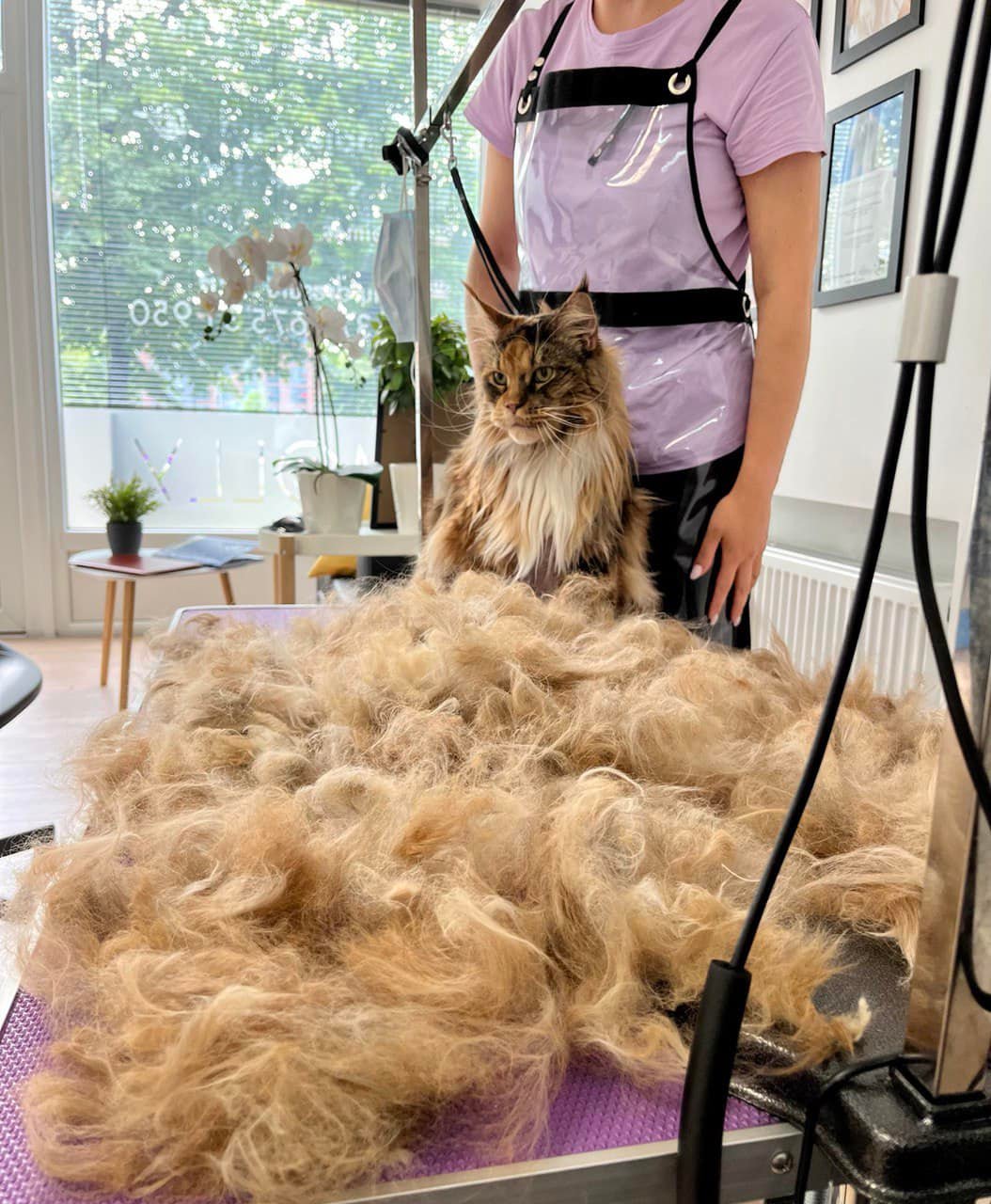 Gyvūnų grožio salonas „Molly“ 2