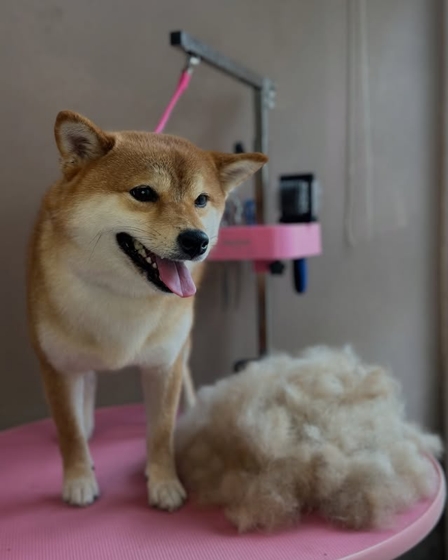 Šunų Kirpykla Furever 2