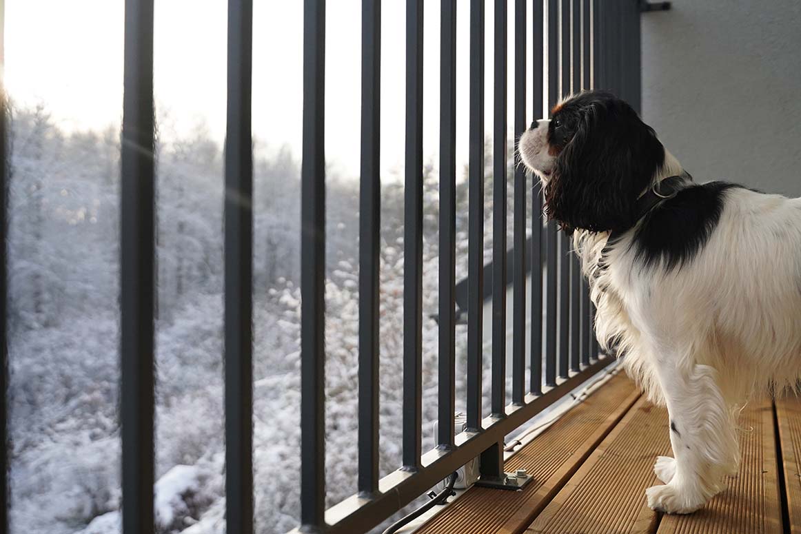 Dogiday - Šunų viešbutis Vilniuje 2
