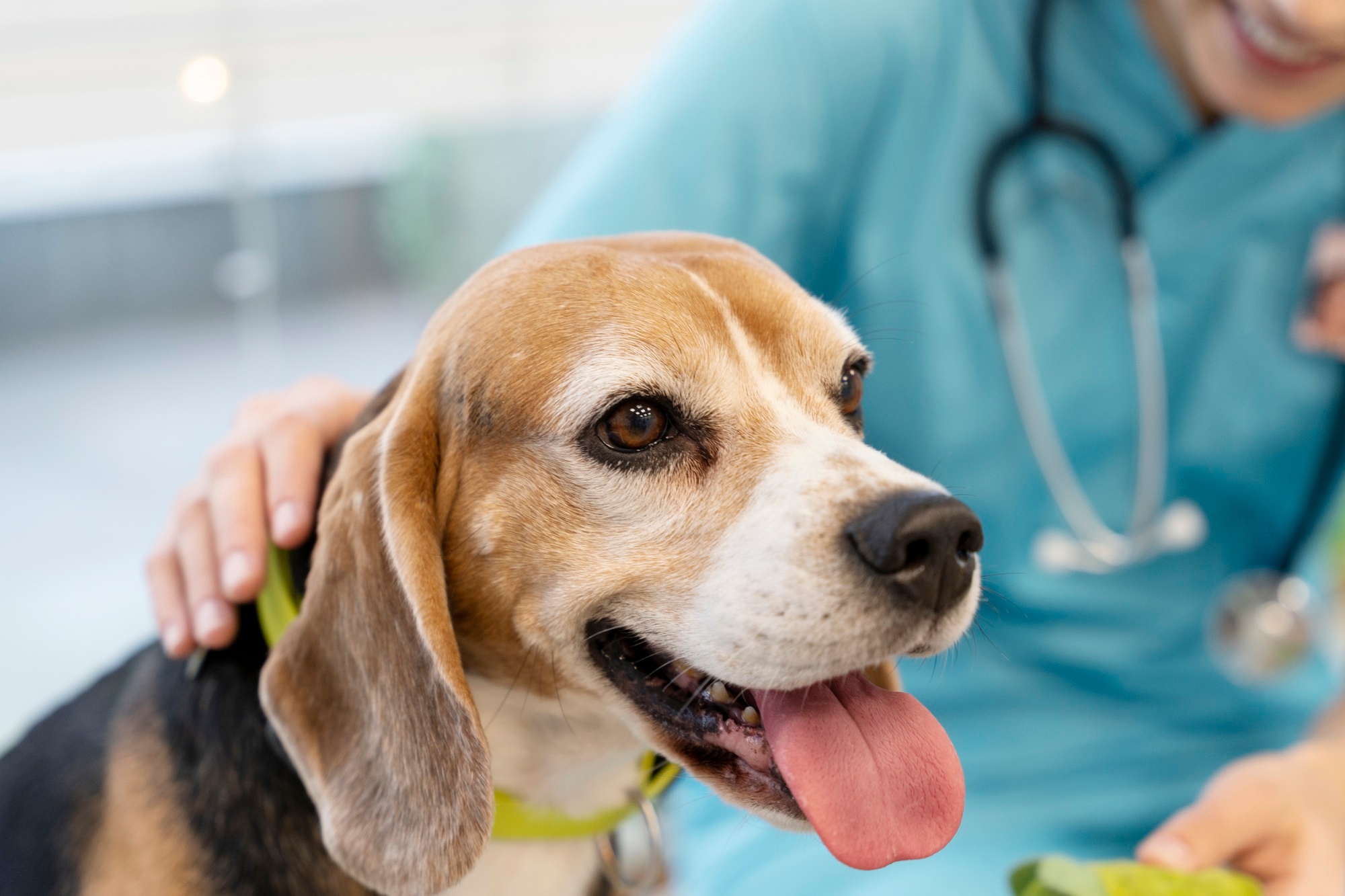 Kodėl reguliarios veterinarinės apžiūros svarbios šunims ir katėms