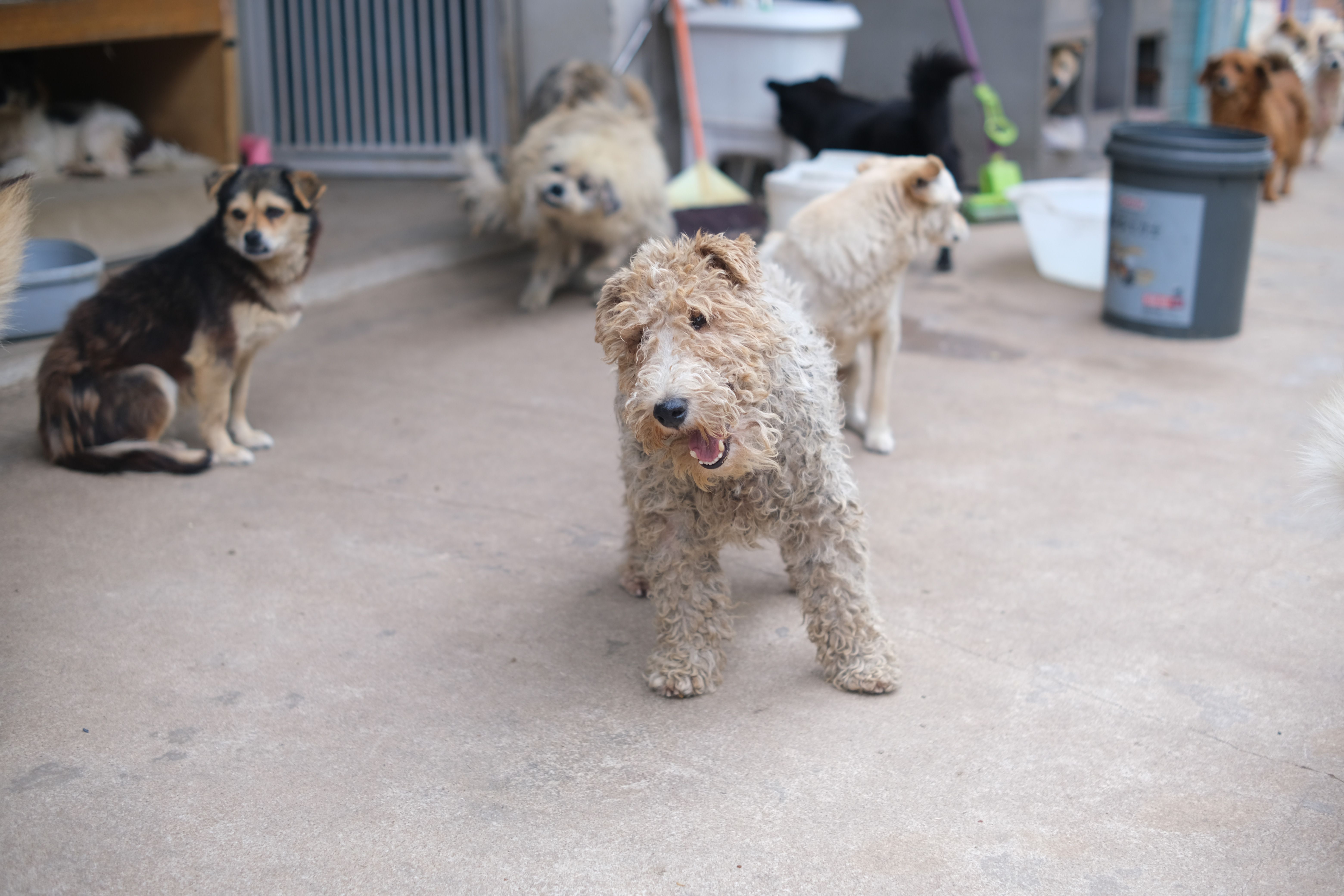 Booking System for Dog Hotels