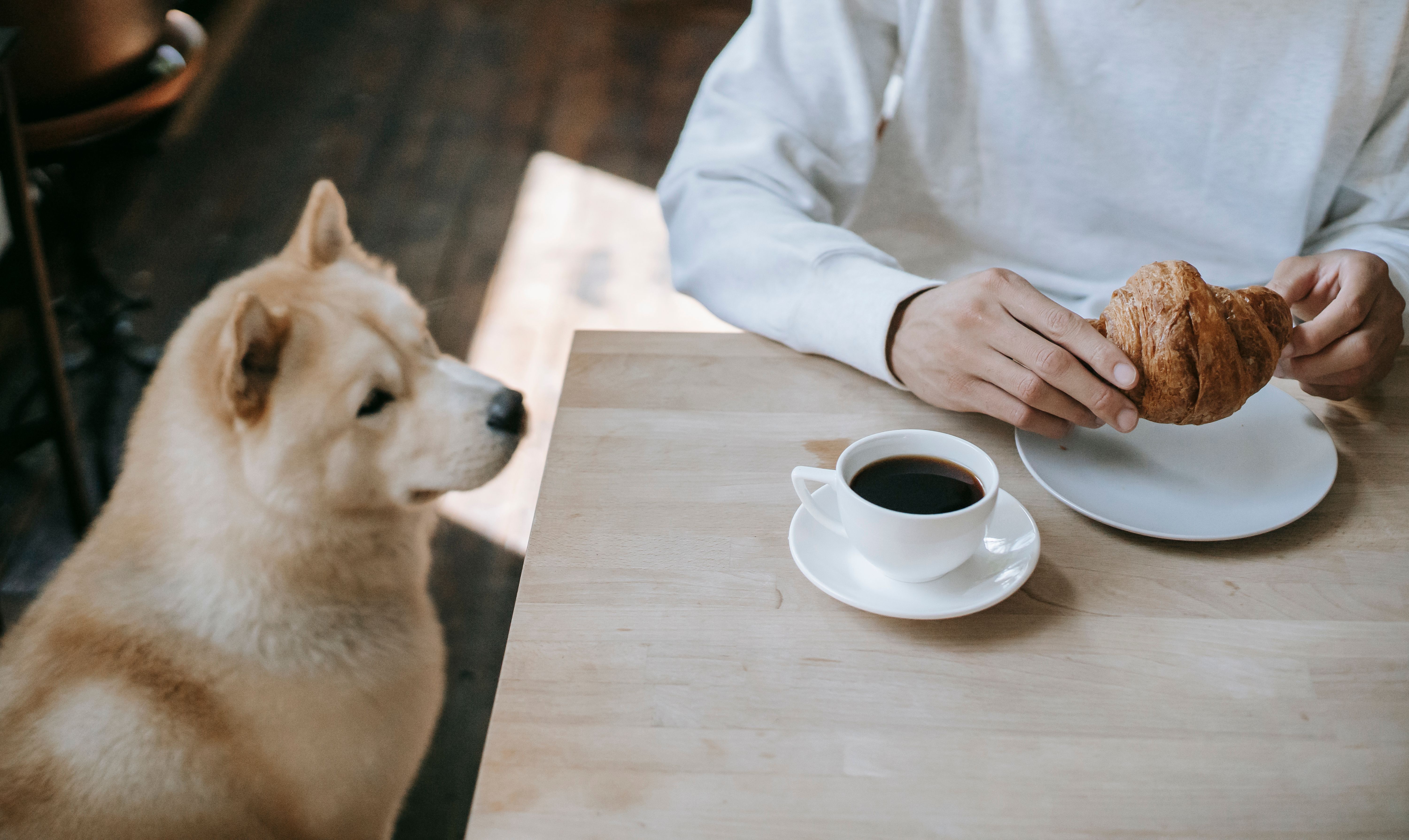 What to Do If Your Dog Ate Chocolate?