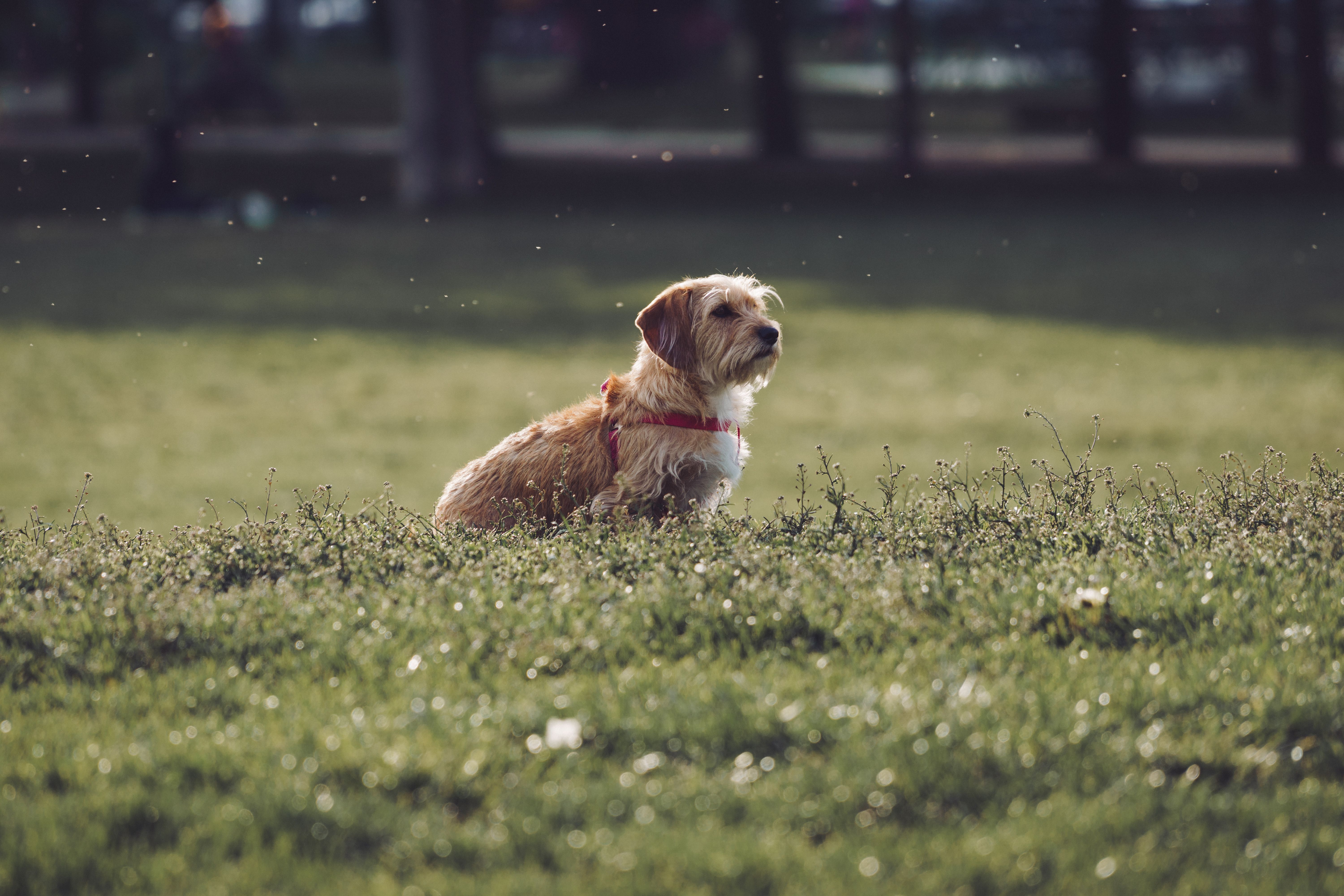 How to Gradually Introduce Your Dog to the Park?