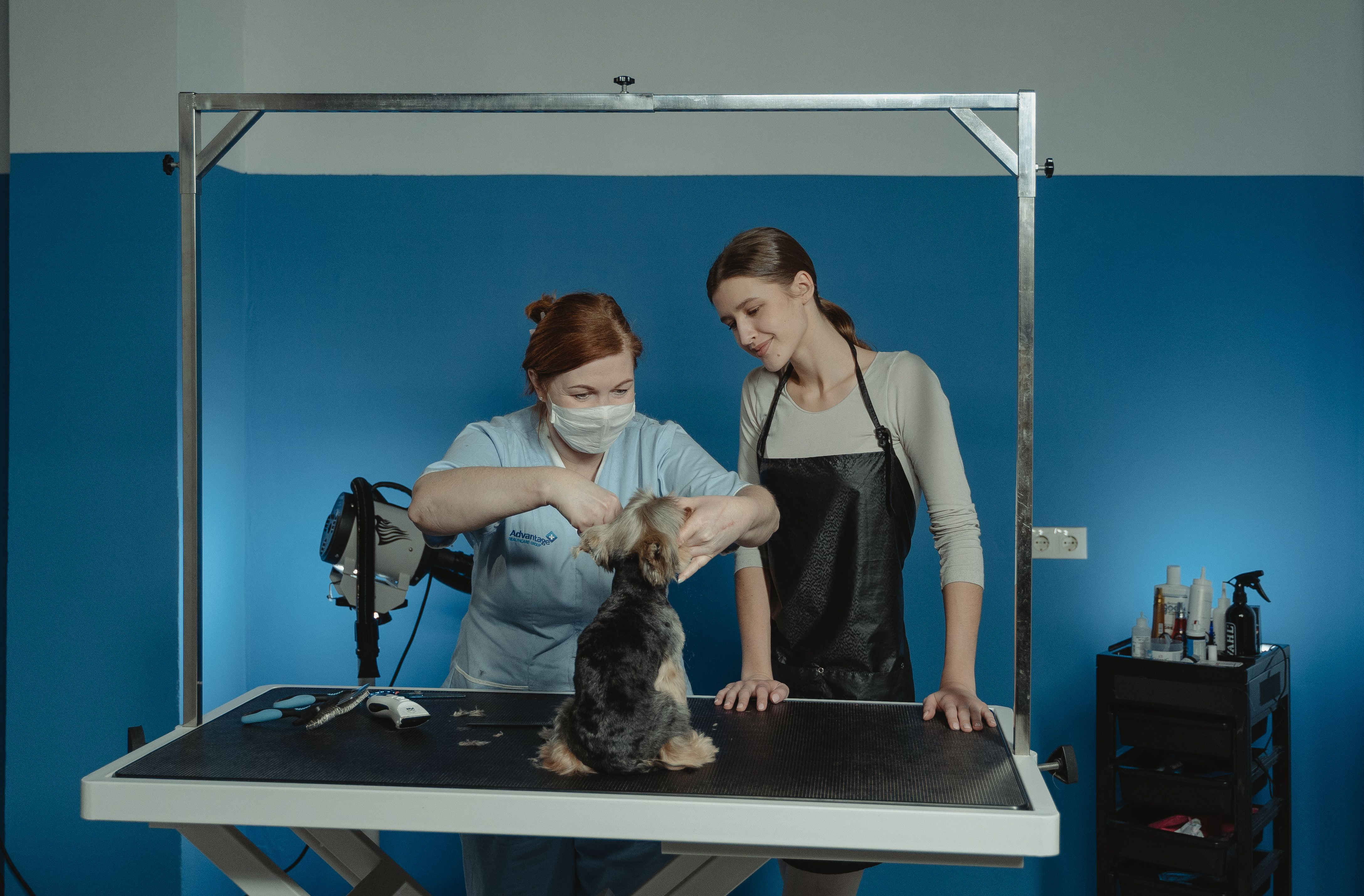 What Does a Beginner Dog Groomer Need?