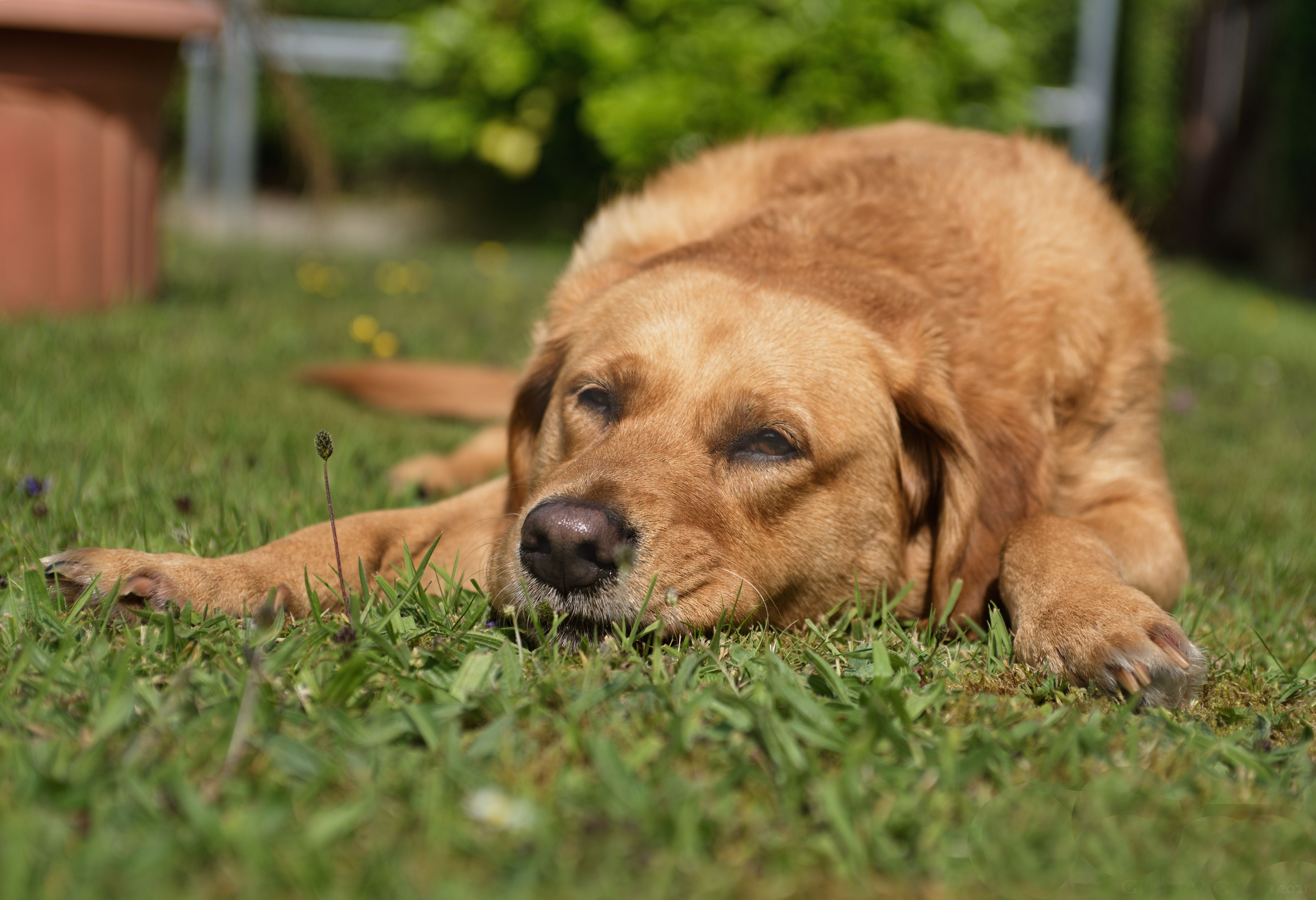 What to Do If Your Dog Is Vomiting?