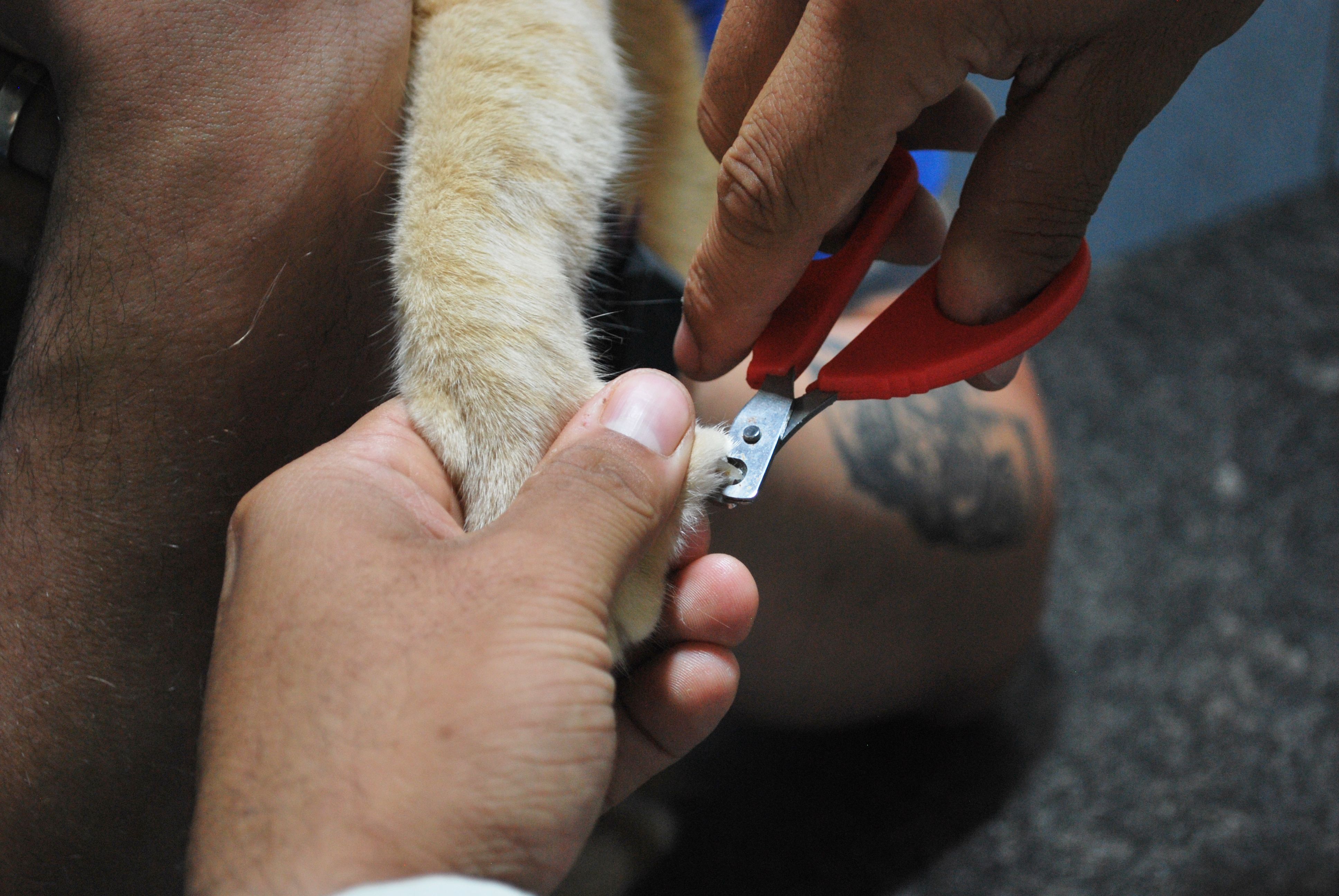 How to Trim Your Dog's Nails?