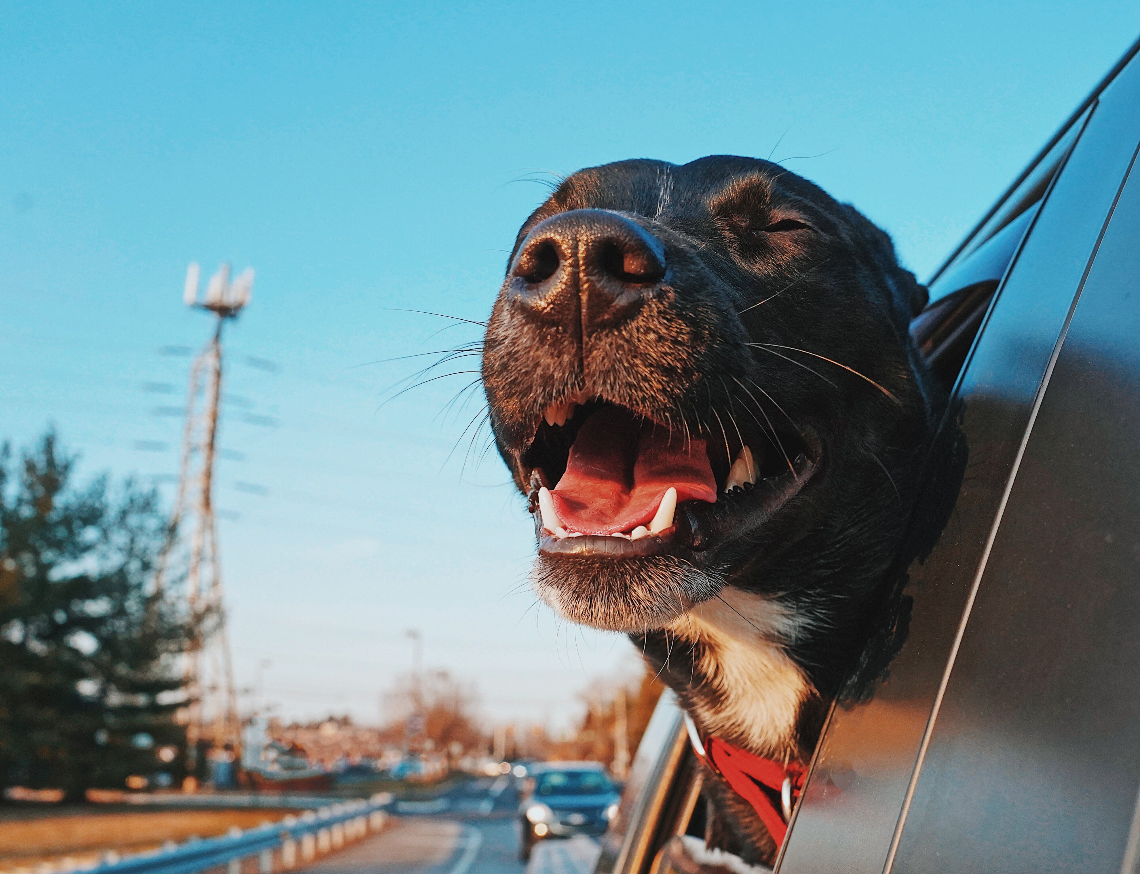 How to Travel with Your Dog by Car?