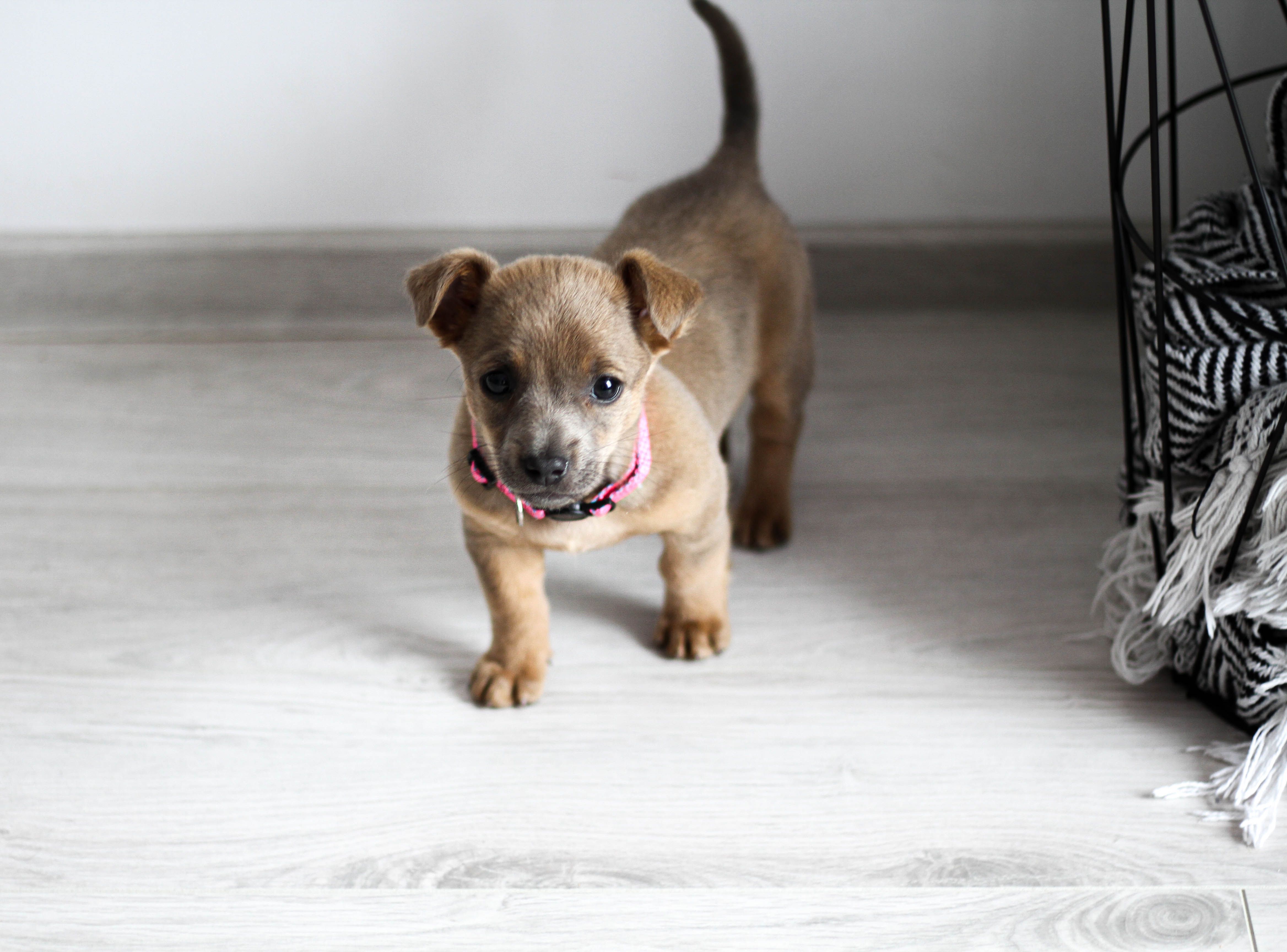 How to Prepare Your Home for a New Pet?