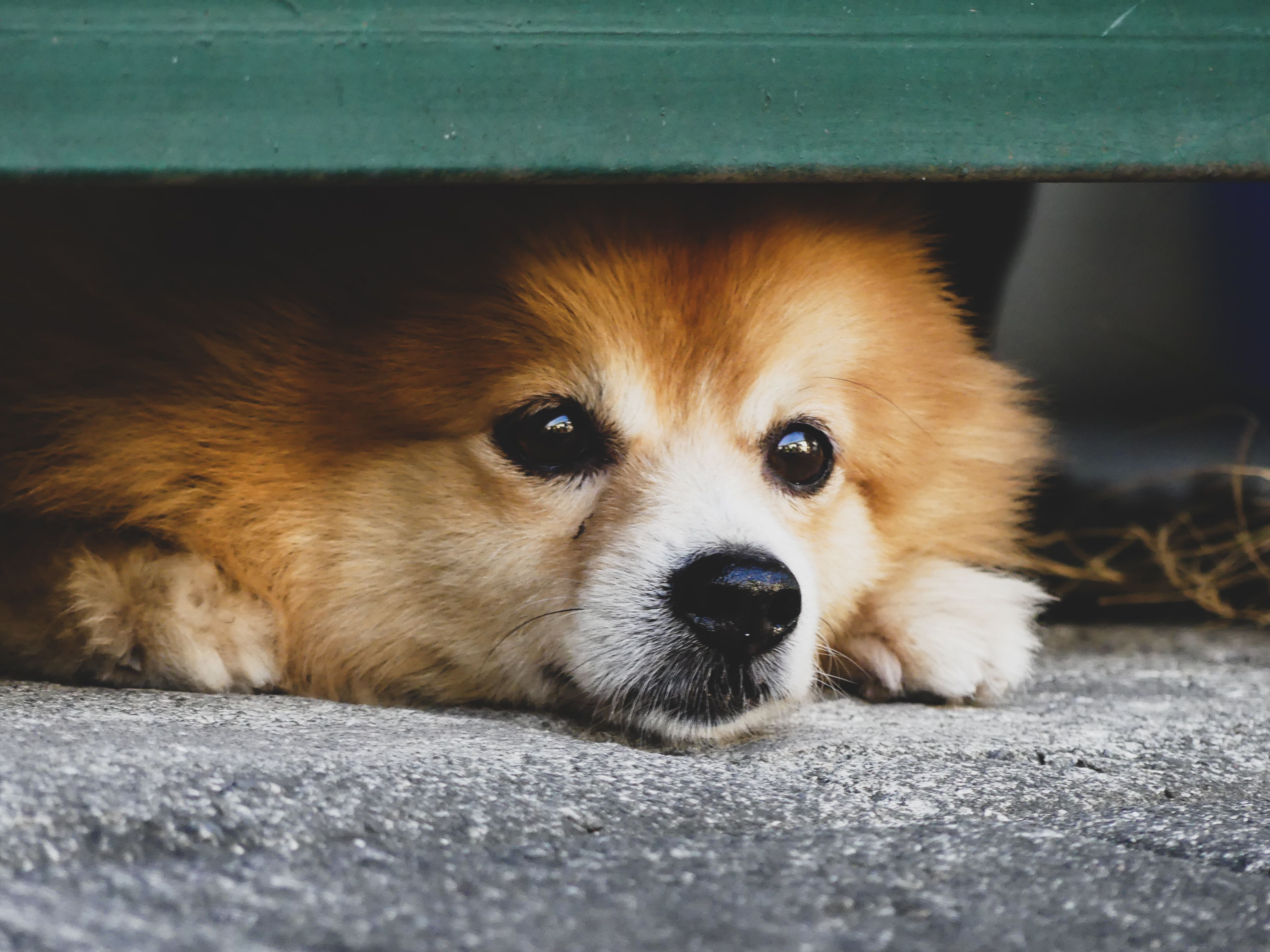 What to Do If Your Dog Is Afraid of Grooming